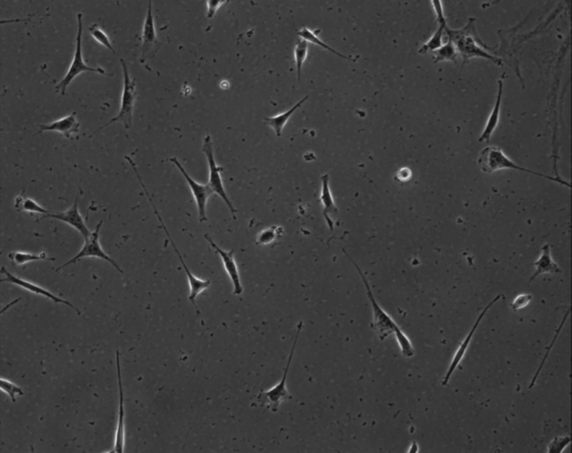 Mus musculus (Extracellular matrix part) - CIL:8921