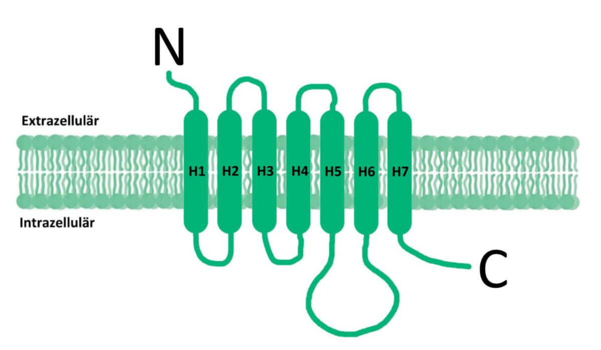 G-Protein-gekoppelte Rezeptoren