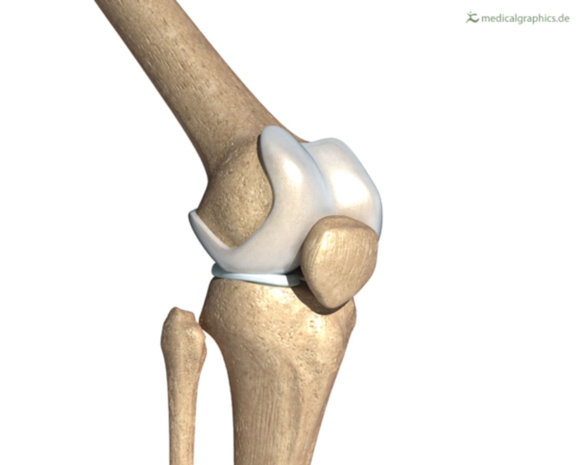 Knee joint (illustration)