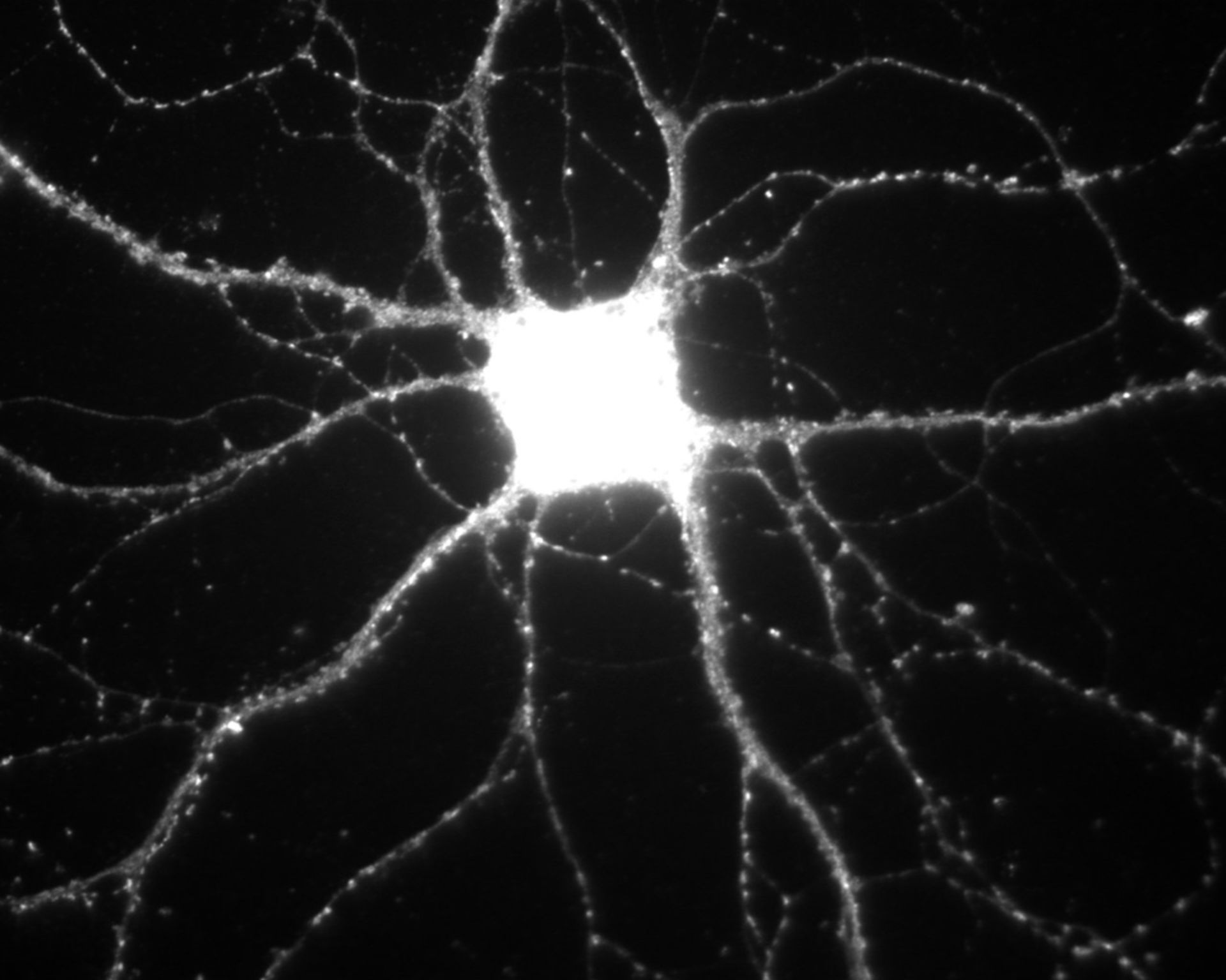 Rattus (Synapse part) - CIL:807