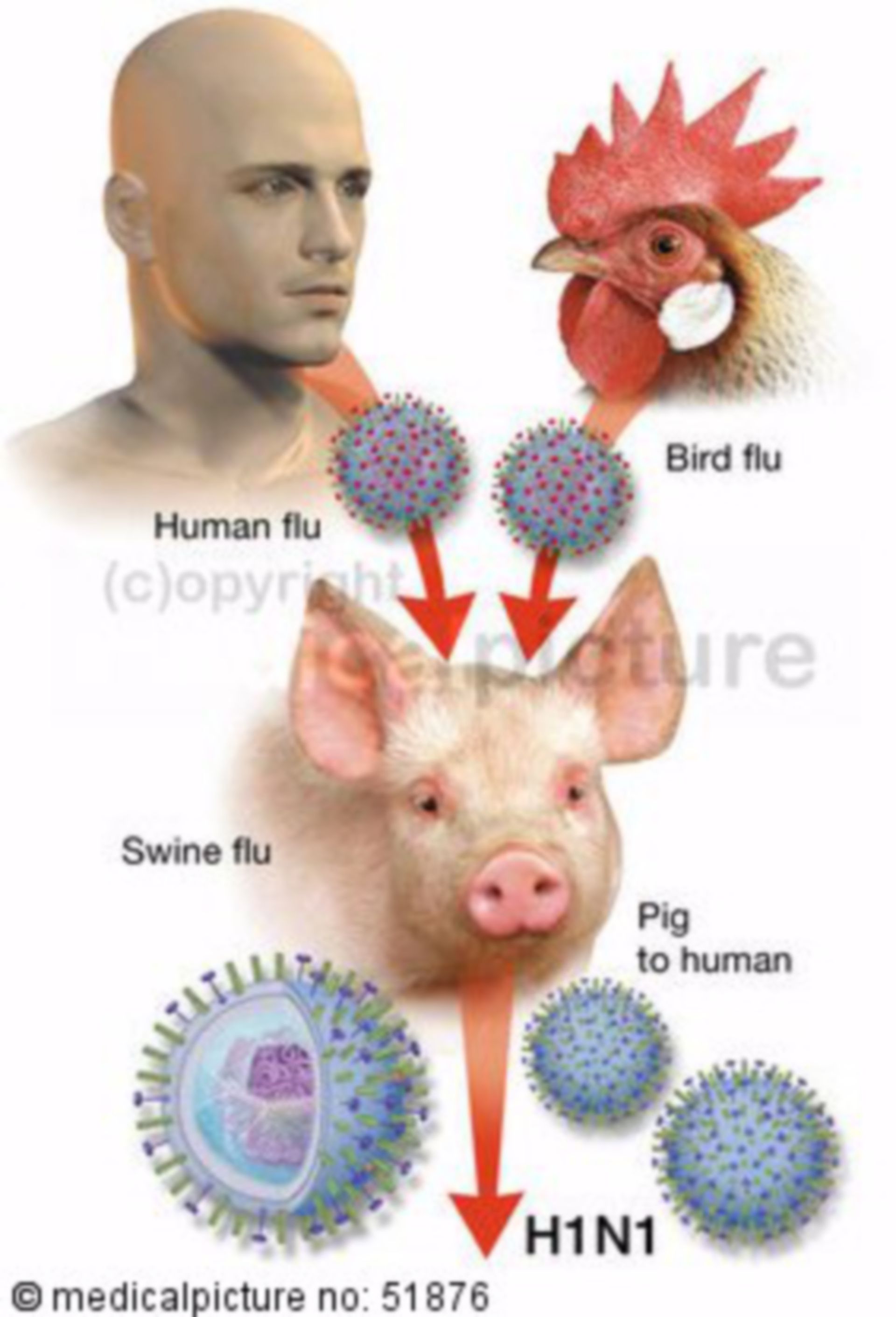 Variation of the pig flu virus H1N1