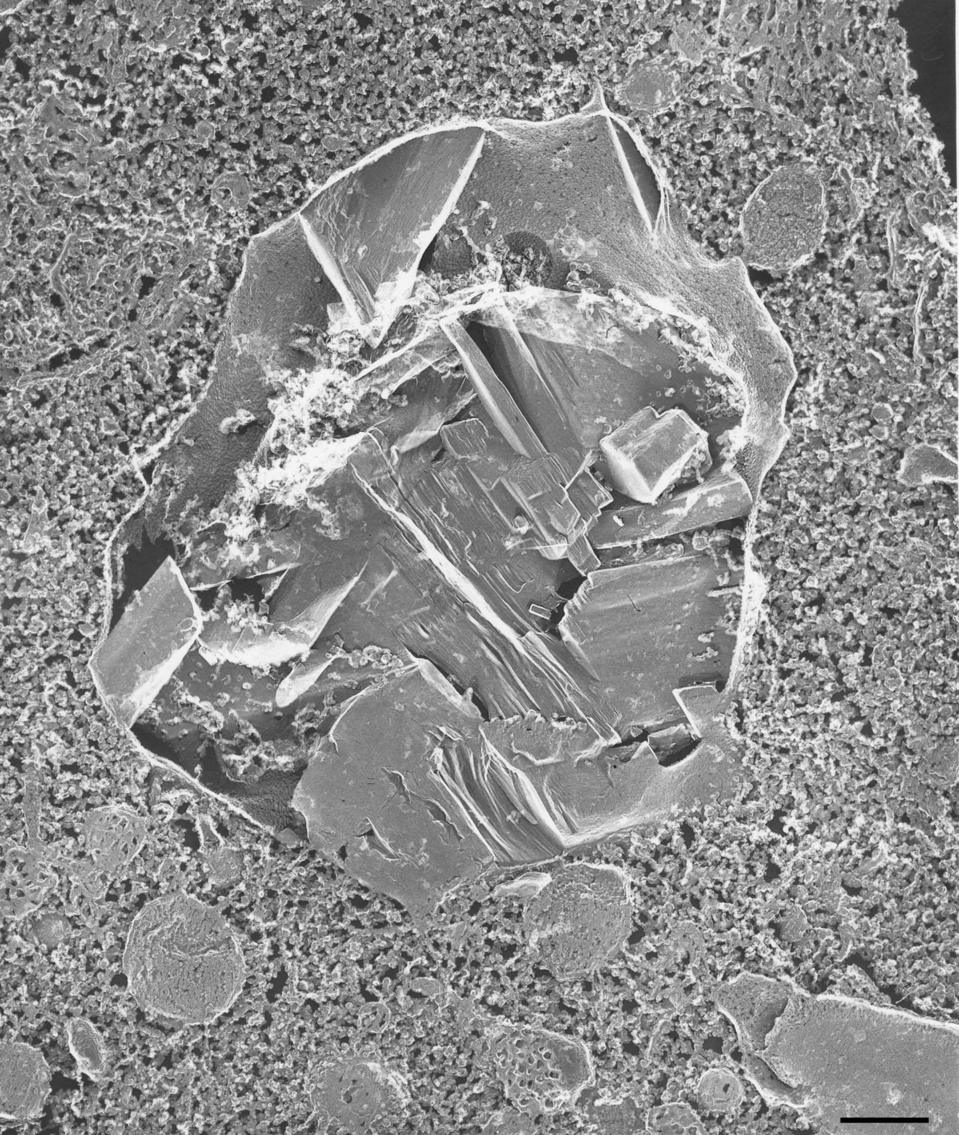 Paramecium multimicronucleatum (Trichocyst) - CIL:36642