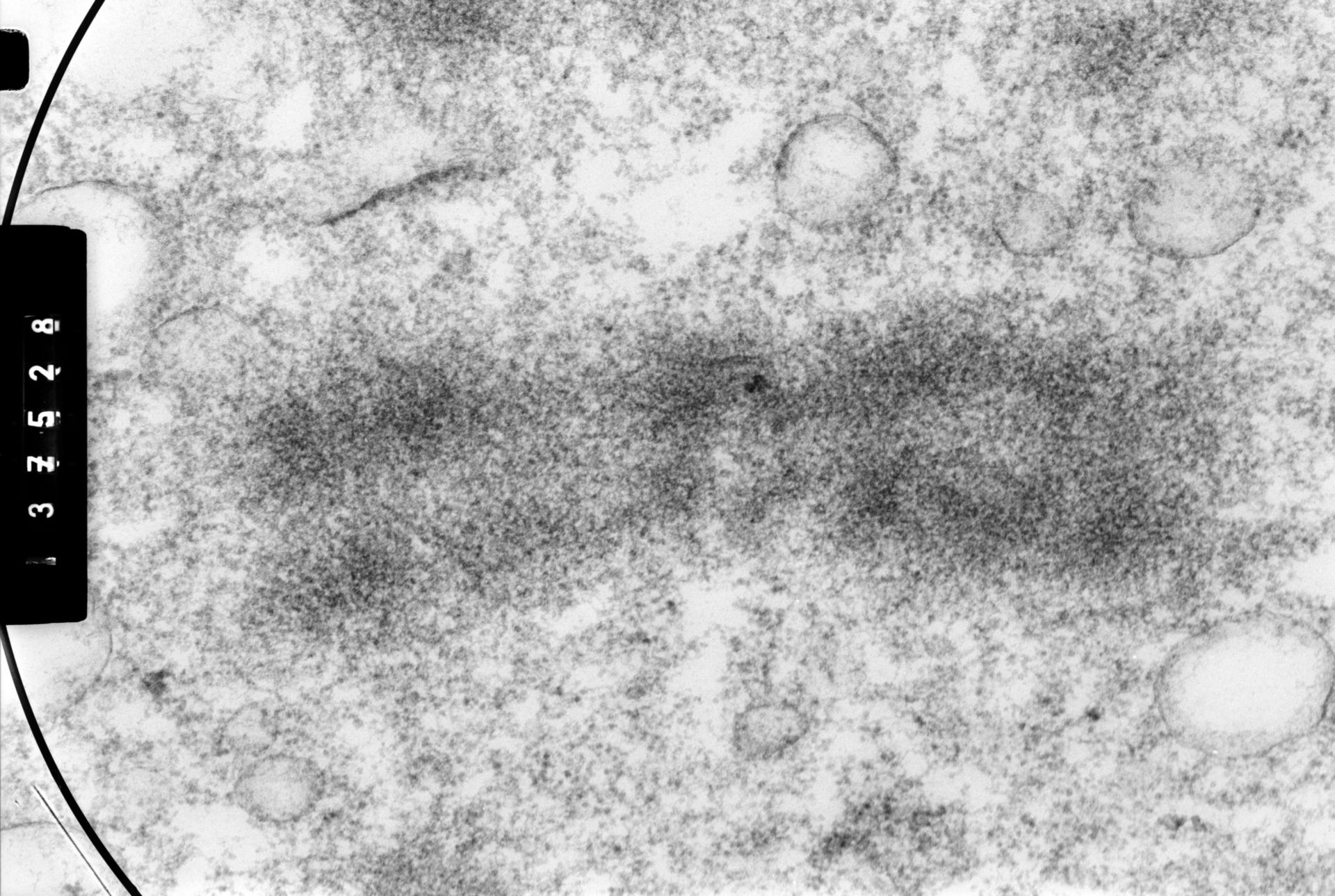 Cricetulus griseus (Nuclear chromosome) - CIL:35455
