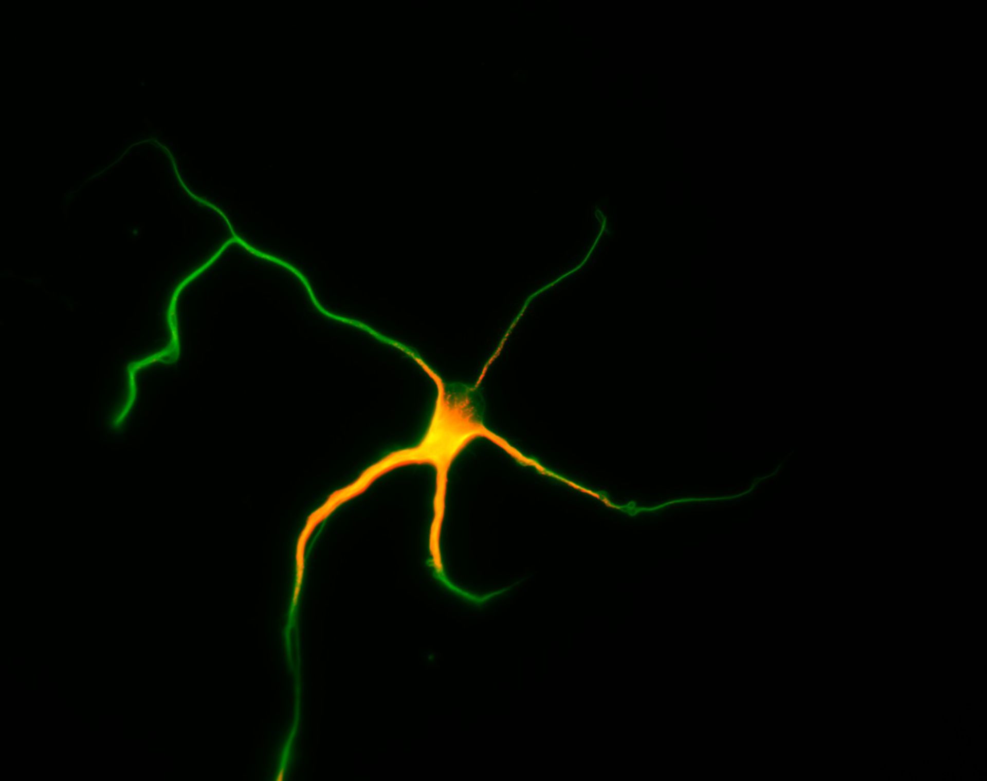 Rattus (Dendrite) - CIL:8473