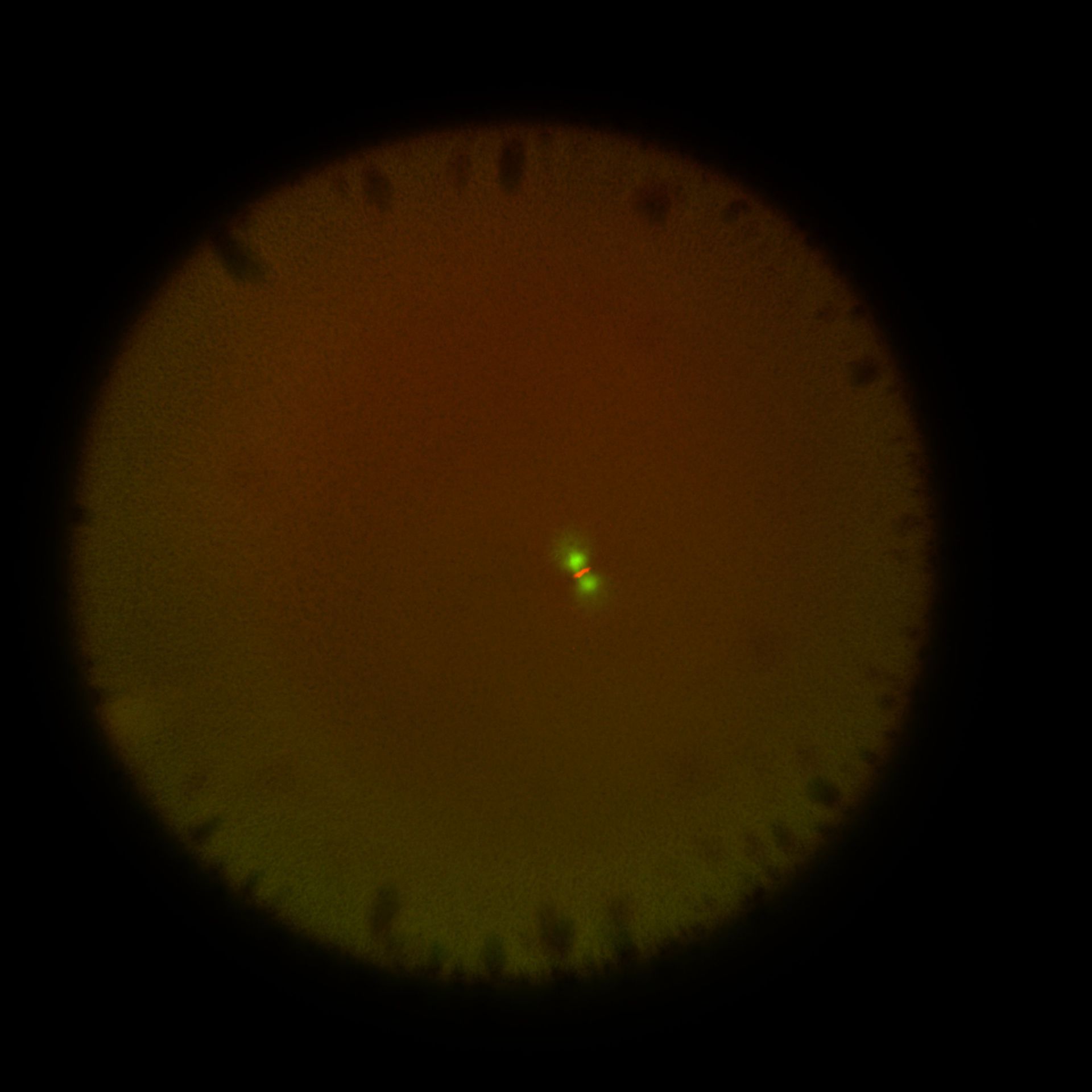 Xenopus laevis (DNA) - CIL:36555
