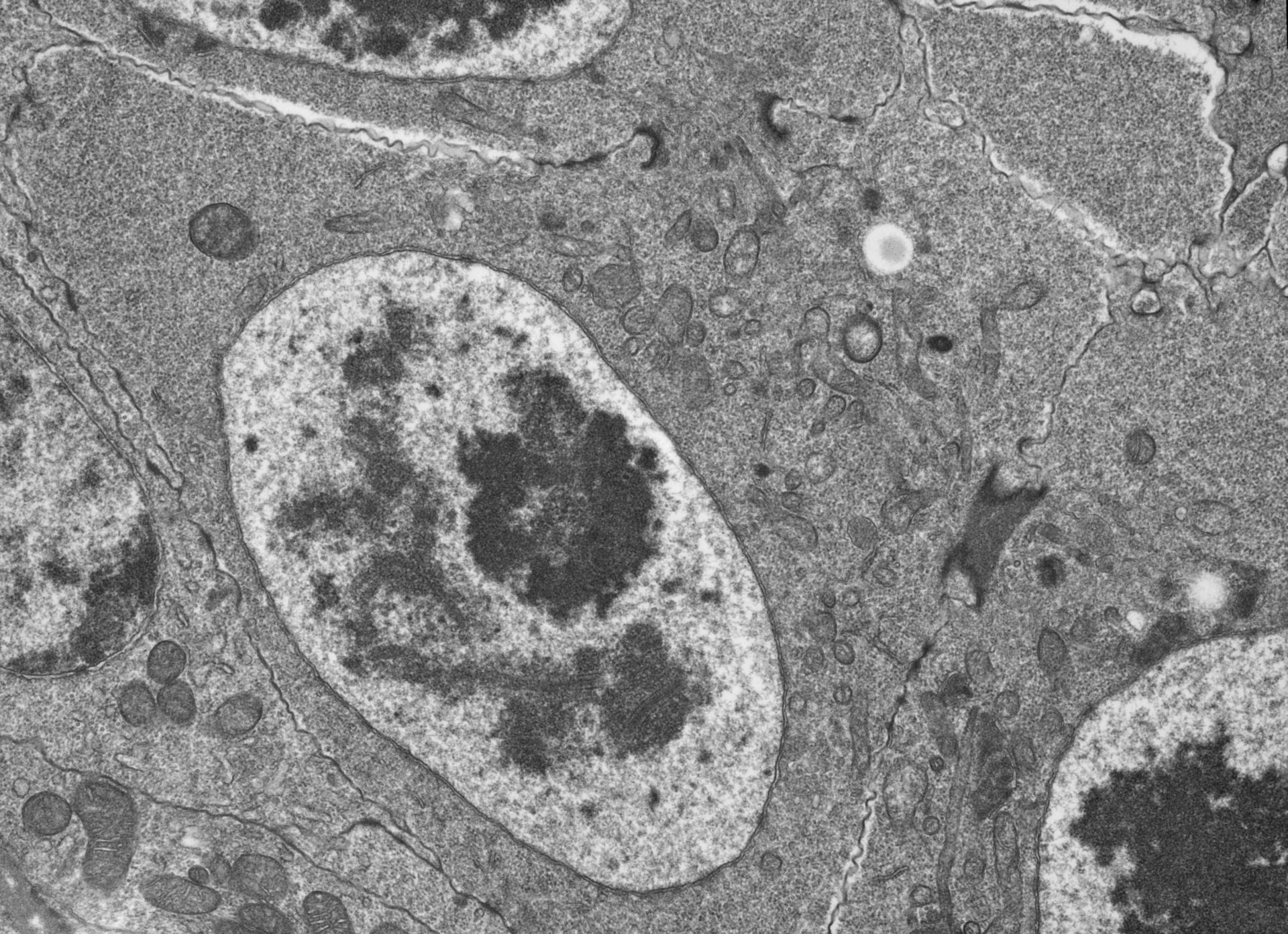 Drosophila melanogaster (Nucleus) - CIL:40372