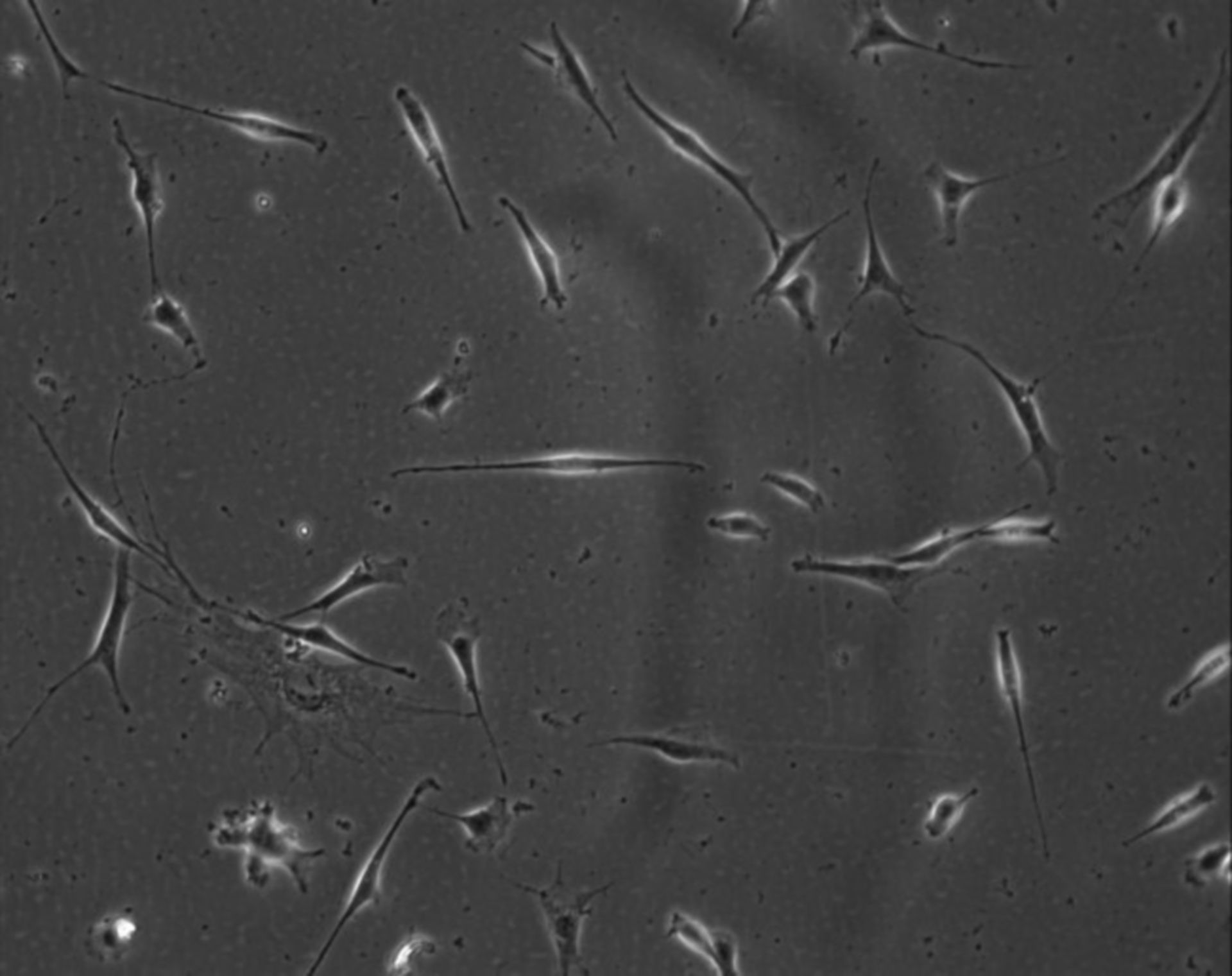 Mus musculus (Extracellular matrix part) - CIL:8975