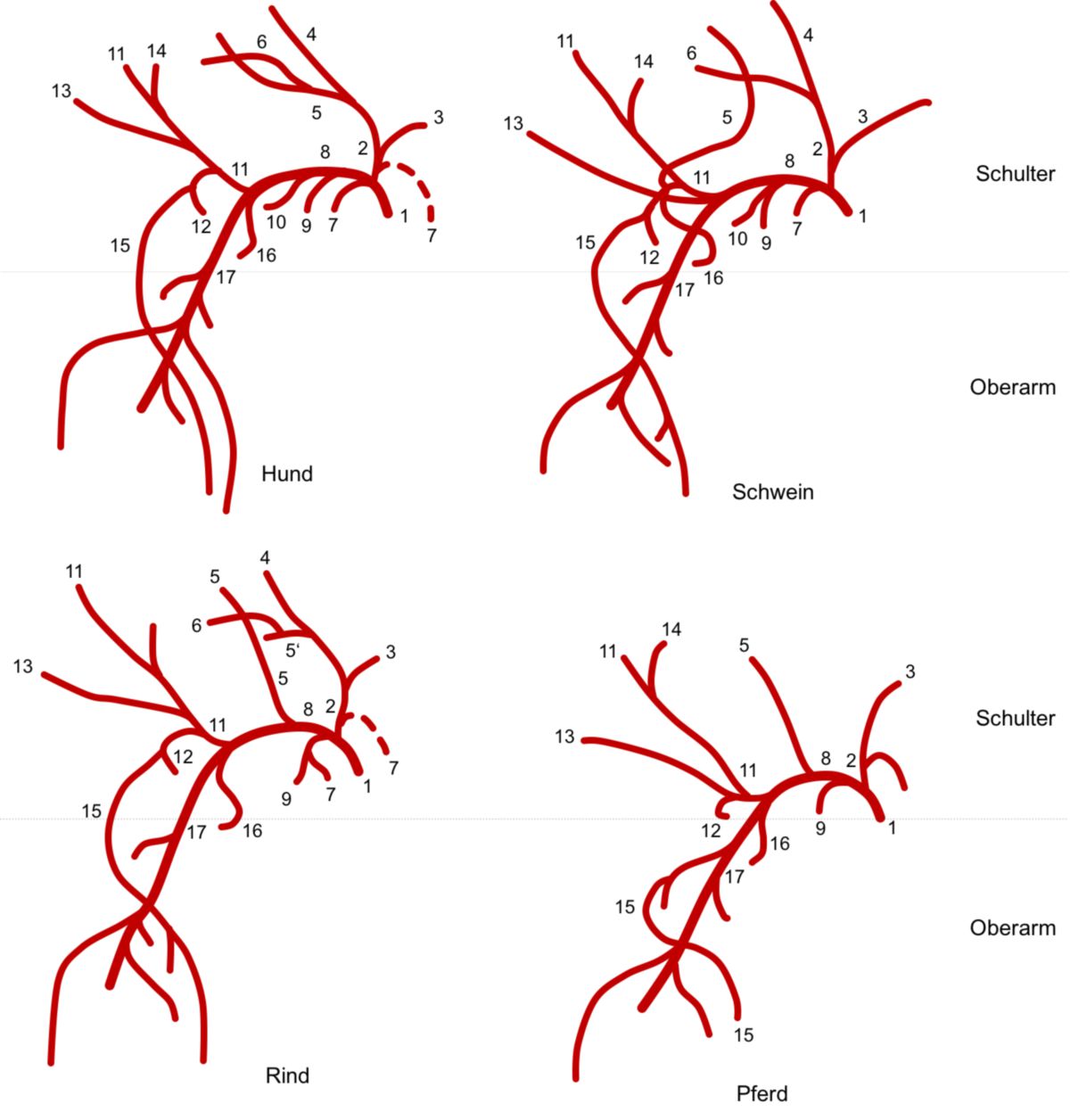 Arteria axillaris (links)
