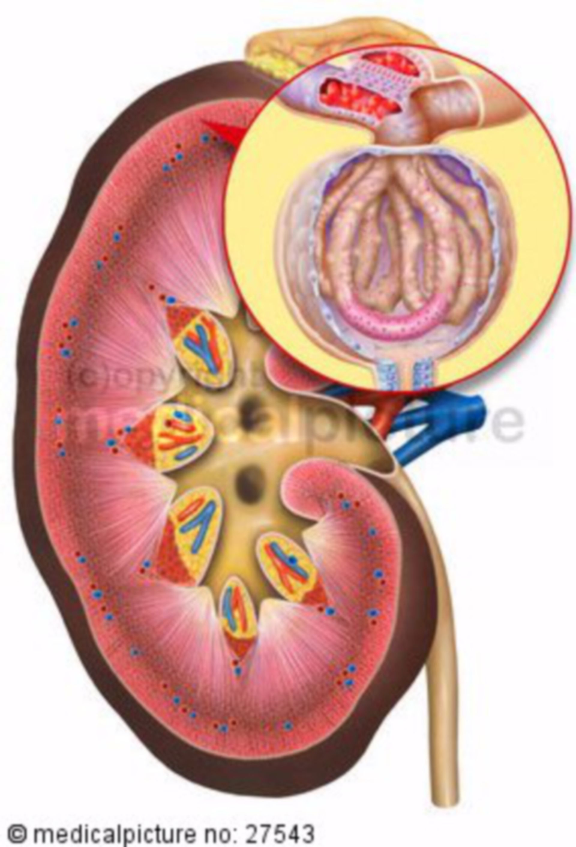  Niere im Anschnitt und Nierenkörperchen 
