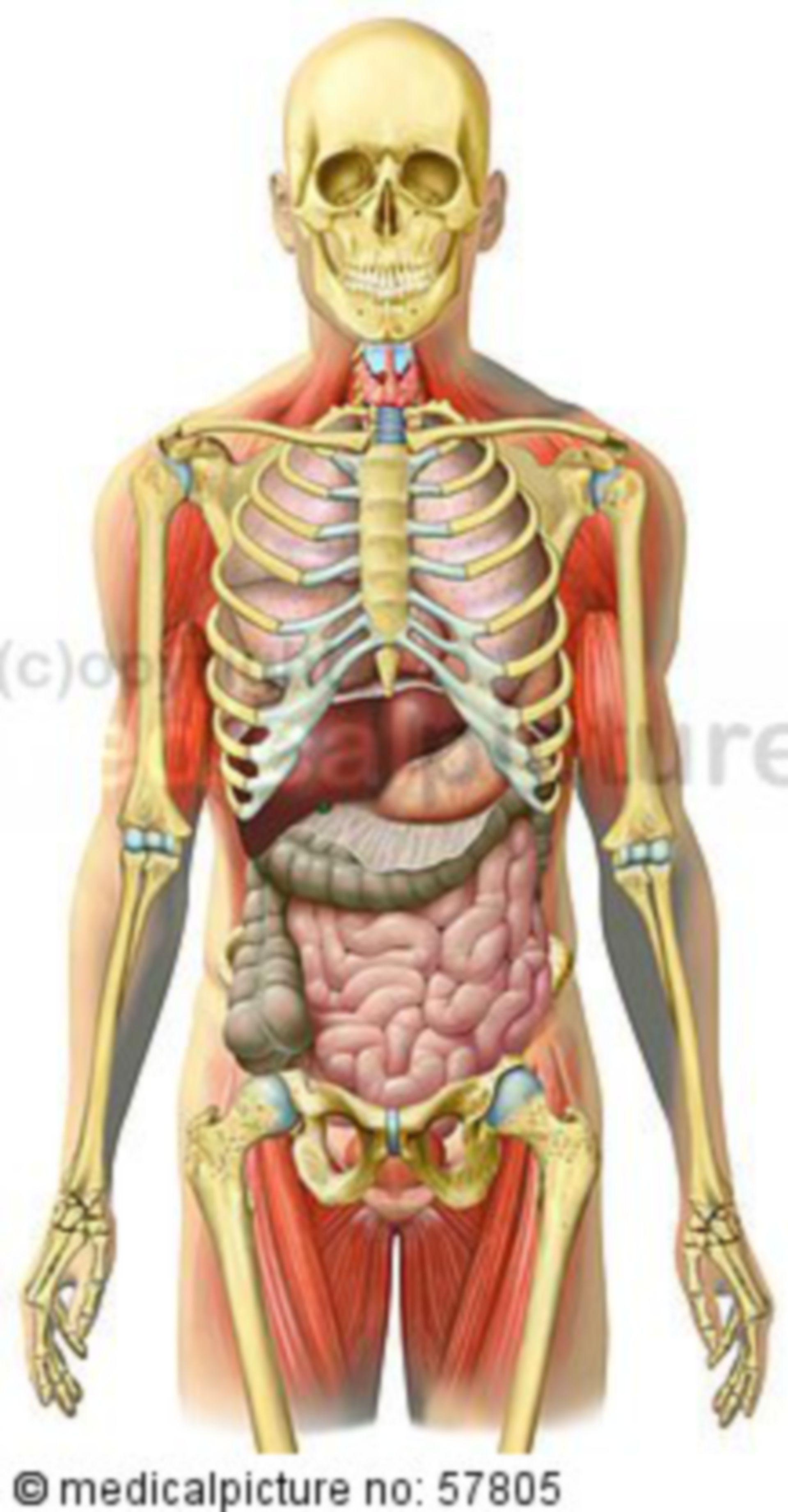  Anatomische Illustrationen - Skelett mit Brust-, Bauch-, Beckeneingeweide und Skelettmuskulatur 
