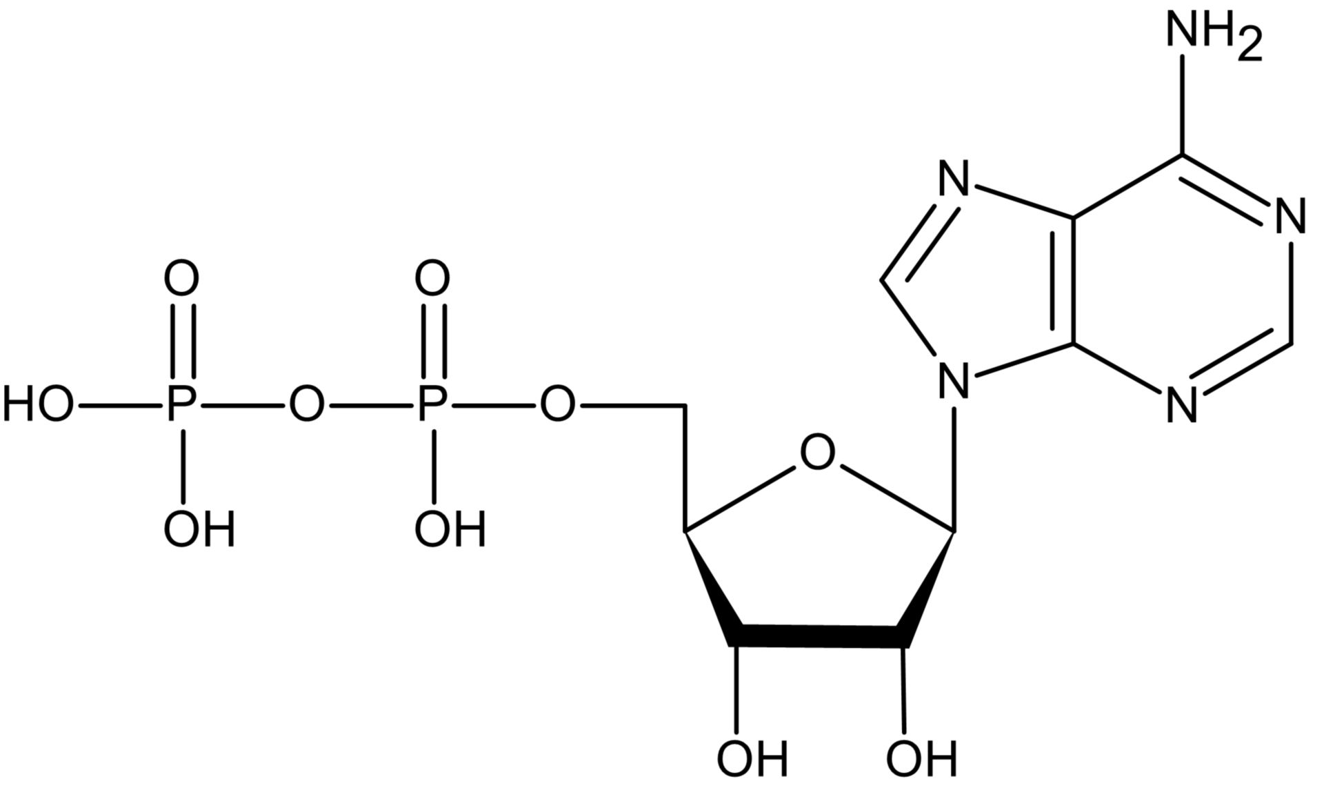 ATP Molecule Diagram