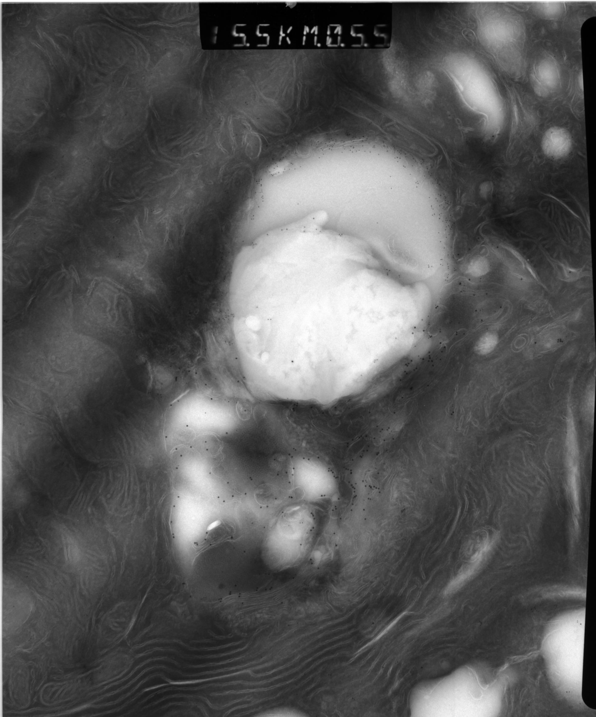 Rattus rattus (Mitochondrion) - CIL:38589