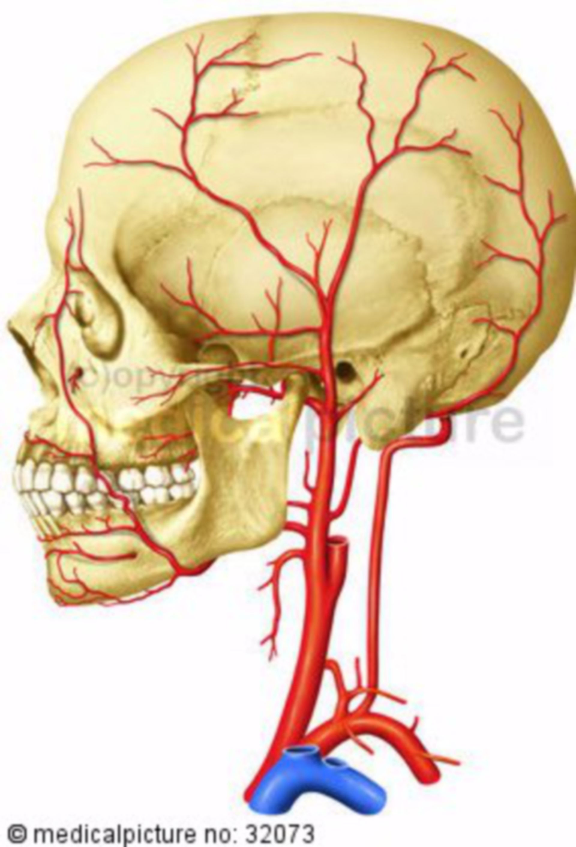 Cranial arteries