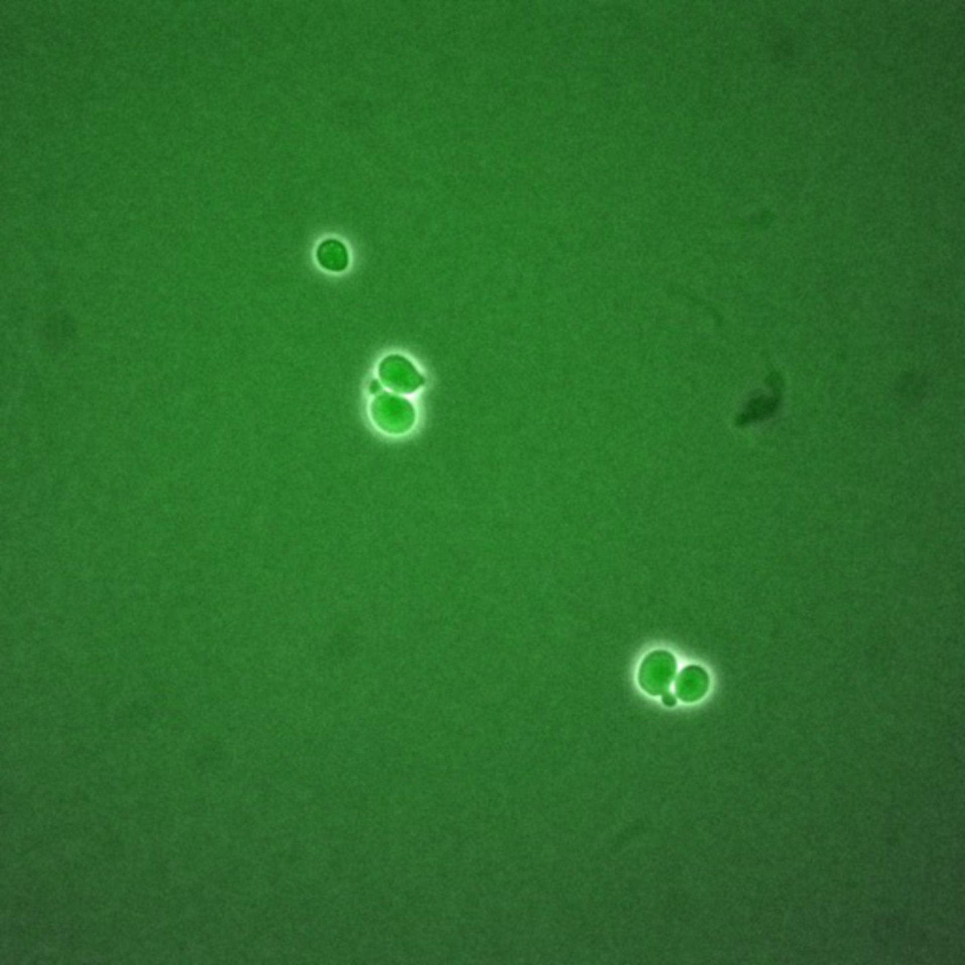 Saccharomyces cerevisiae (Spindle pole body) - CIL:35856