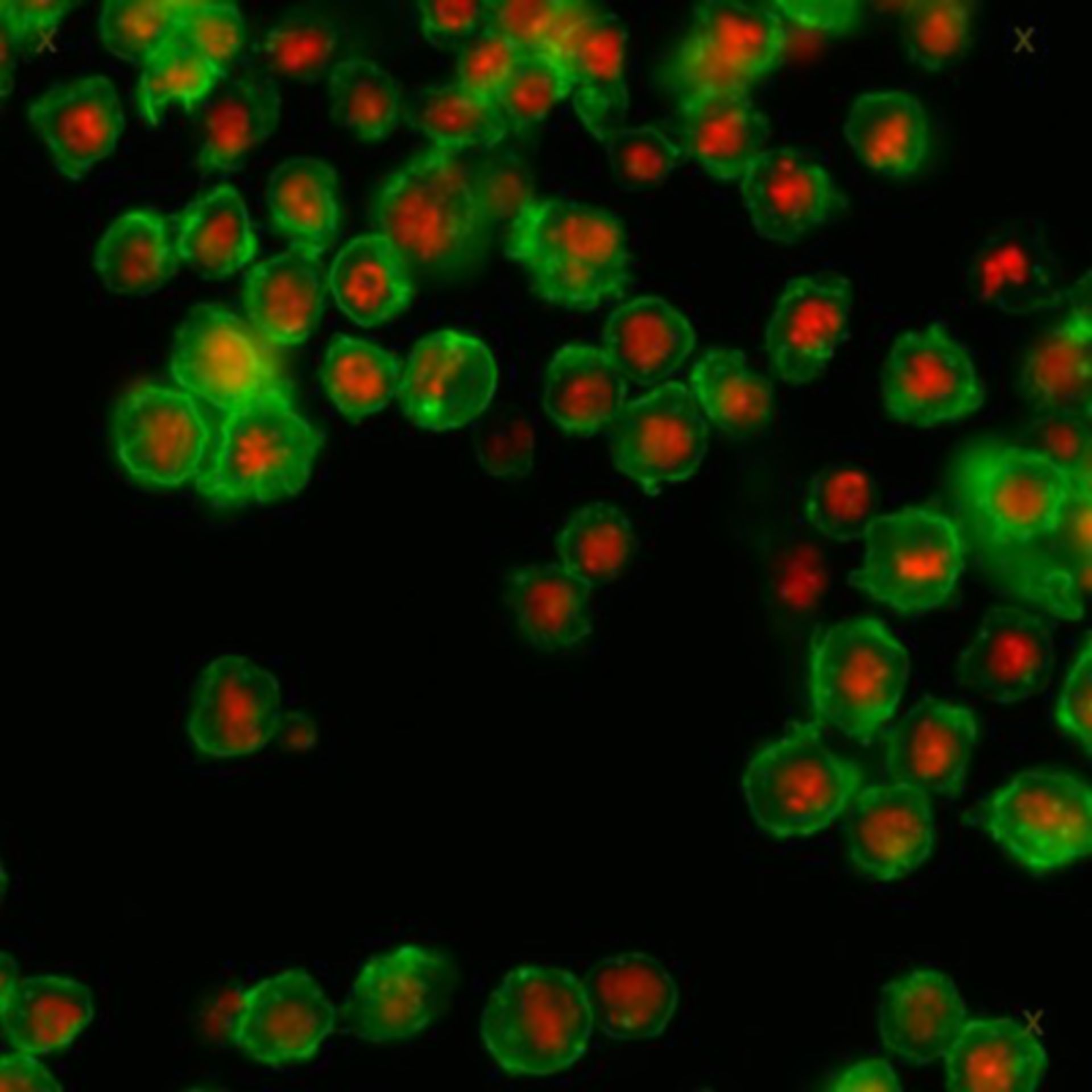 Drosophila melanogaster (Actin filament) - CIL:32145