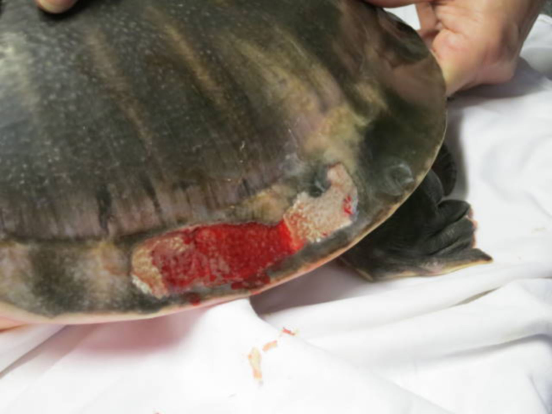 Damage in a softshell turtle 2