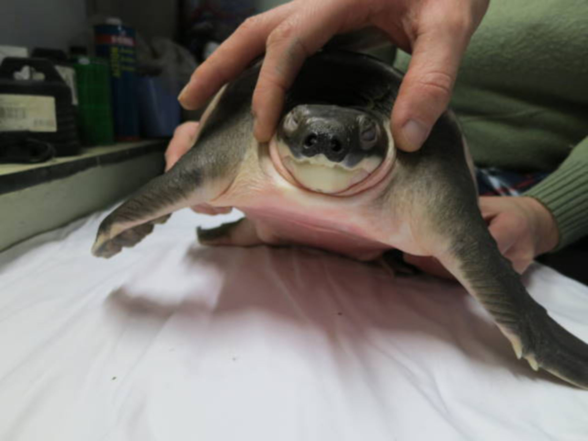 Damage in a softshell turtle