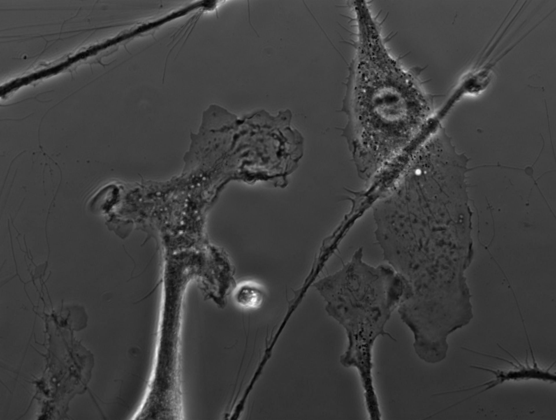 Mus musculus (Ruffle membrane) - CIL:35135