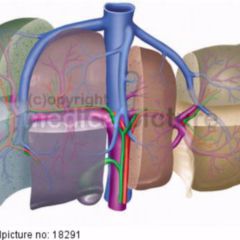 Thrombotisch Thrombozytopenische Purpura Doccheck Flexikon