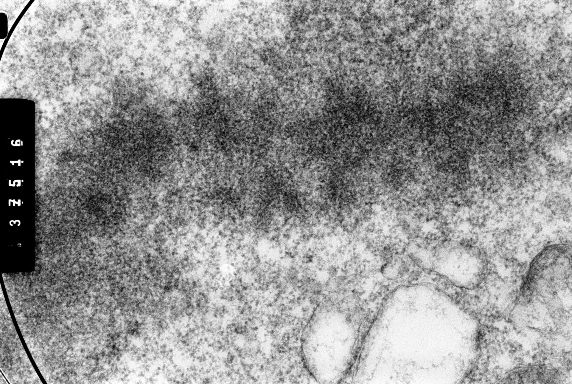Cricetulus griseus (Nuclear chromosome) - CIL:35553