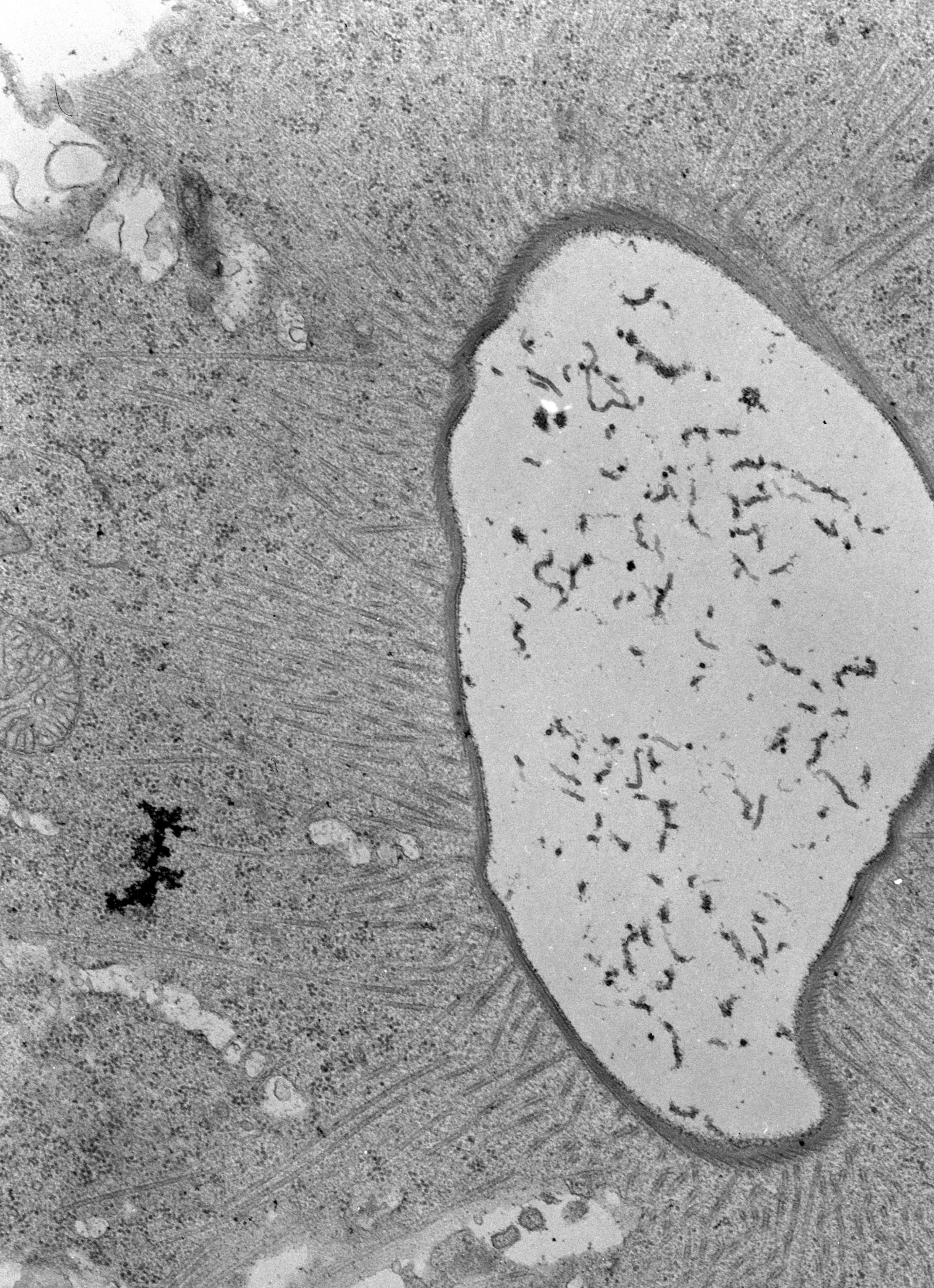 Nassula (Cytoplasm) - CIL:39339