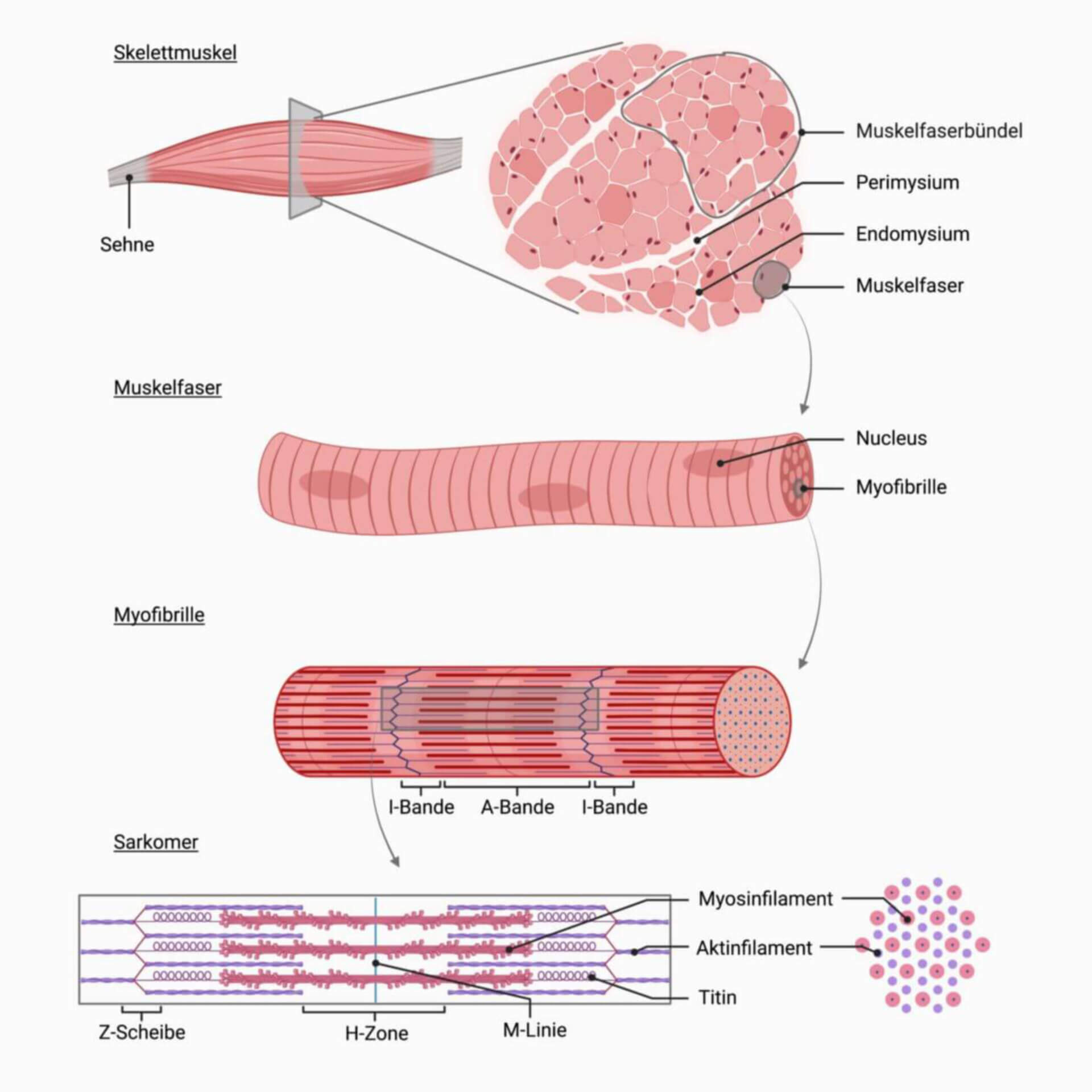Schema des Muskelaufbaus