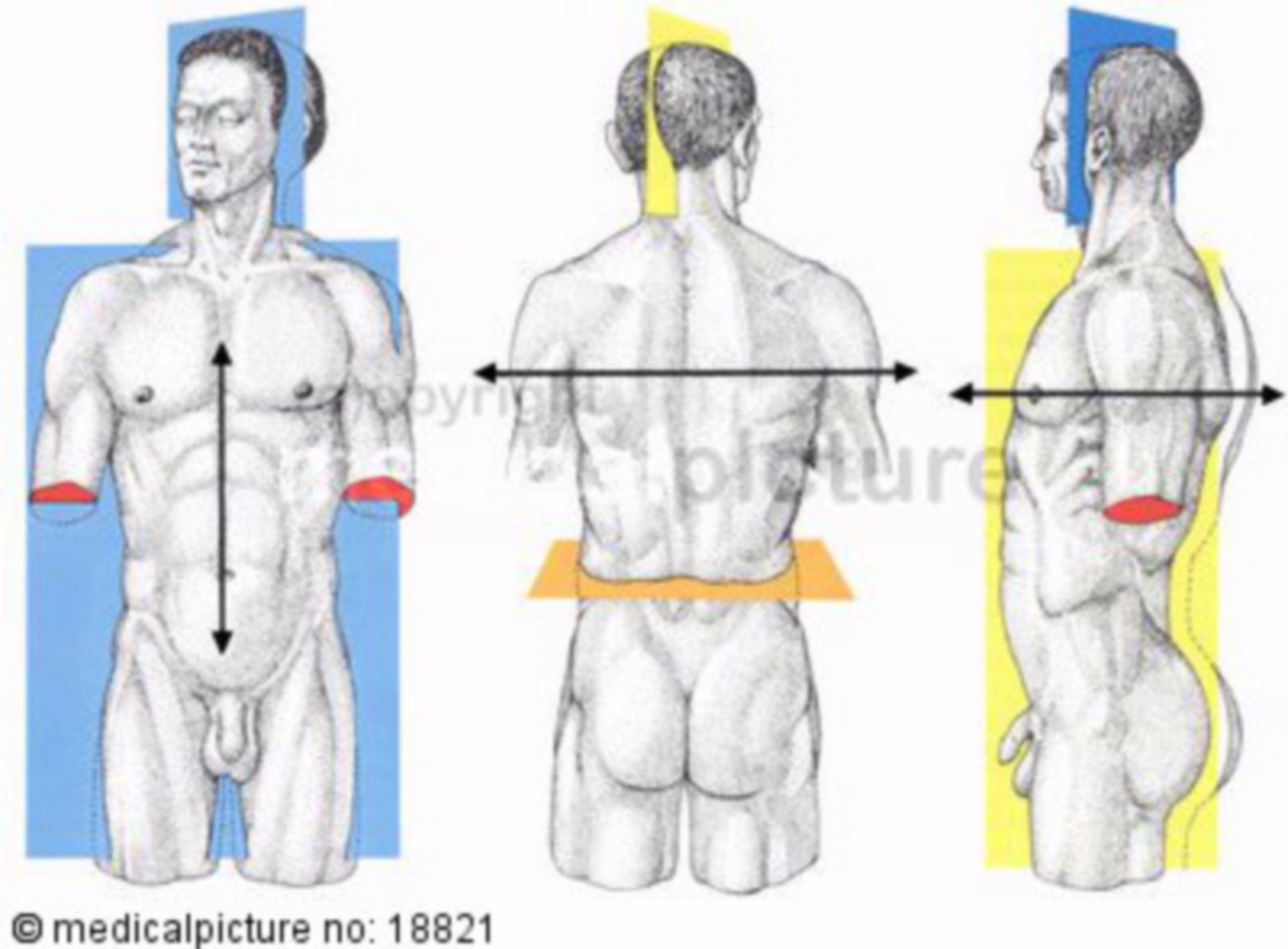 Körperachsen und -ebenen