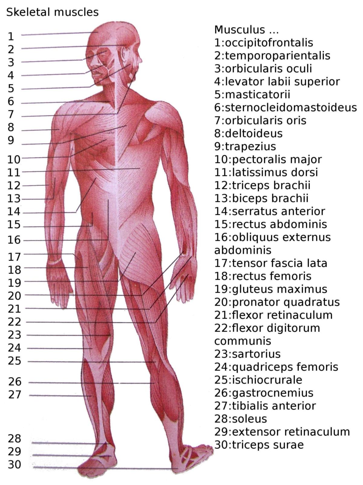 Skelettmuskulatur des Menschen (Übersichtsschema)