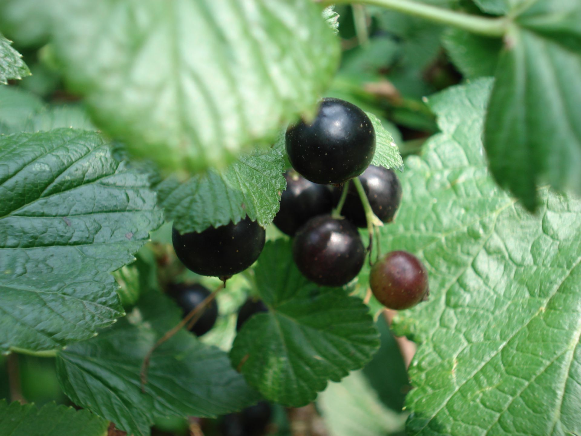 Black currant, Ribes 01