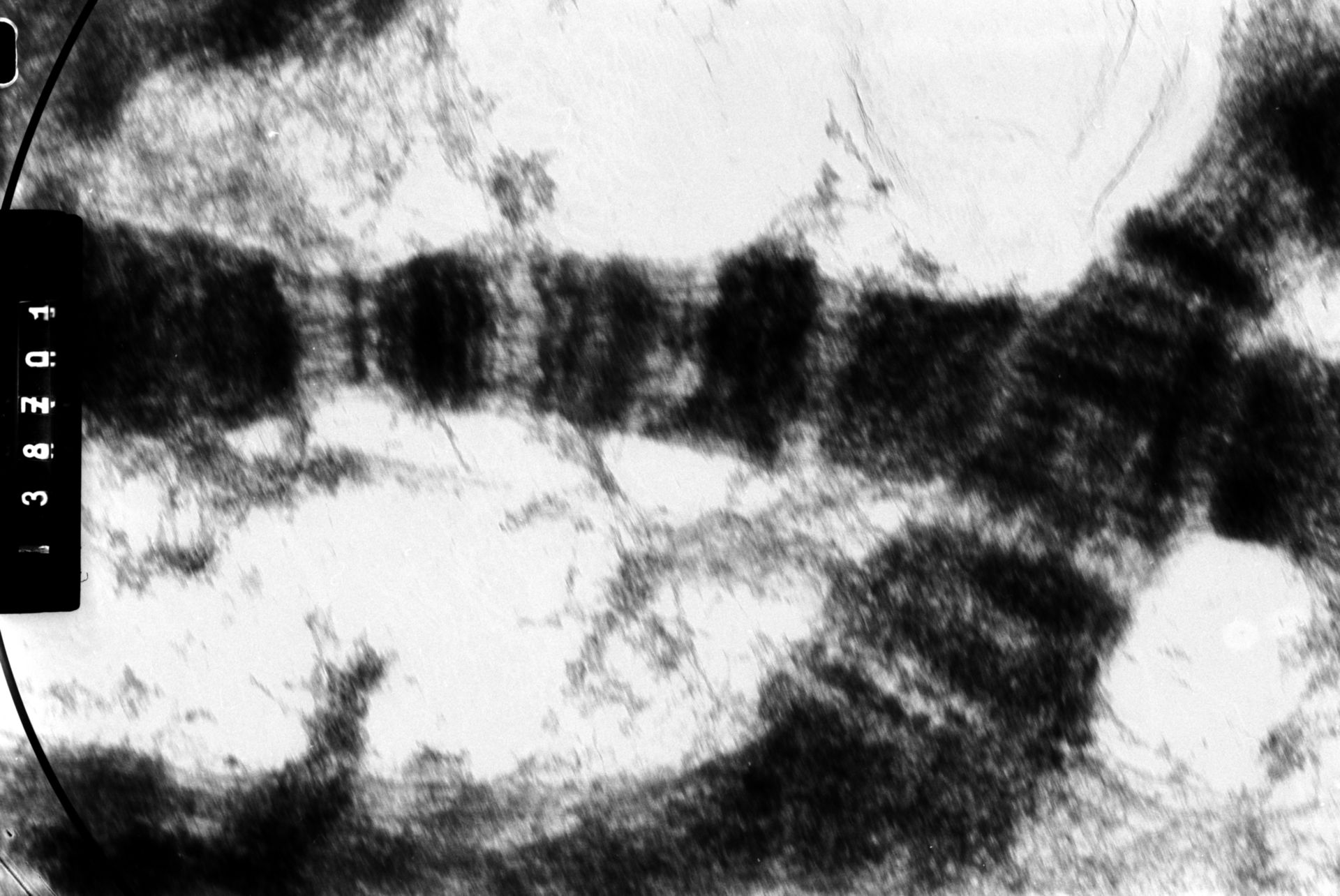 Drosophila melanocephala (Polytene chromosome) - CIL:35399
