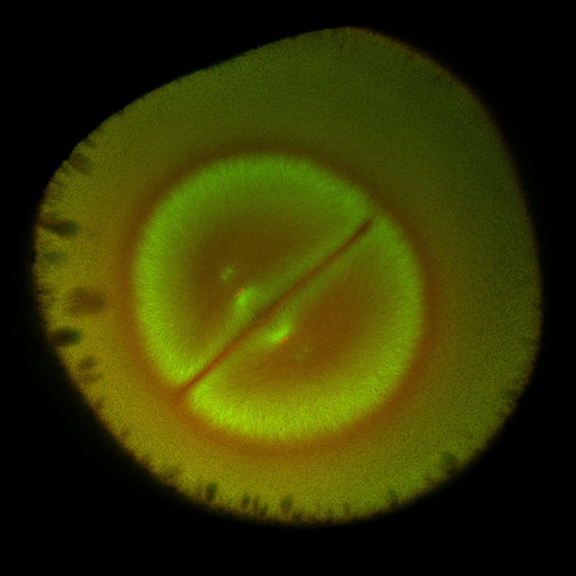 Xenopus laevis (DNA) - CIL:36589