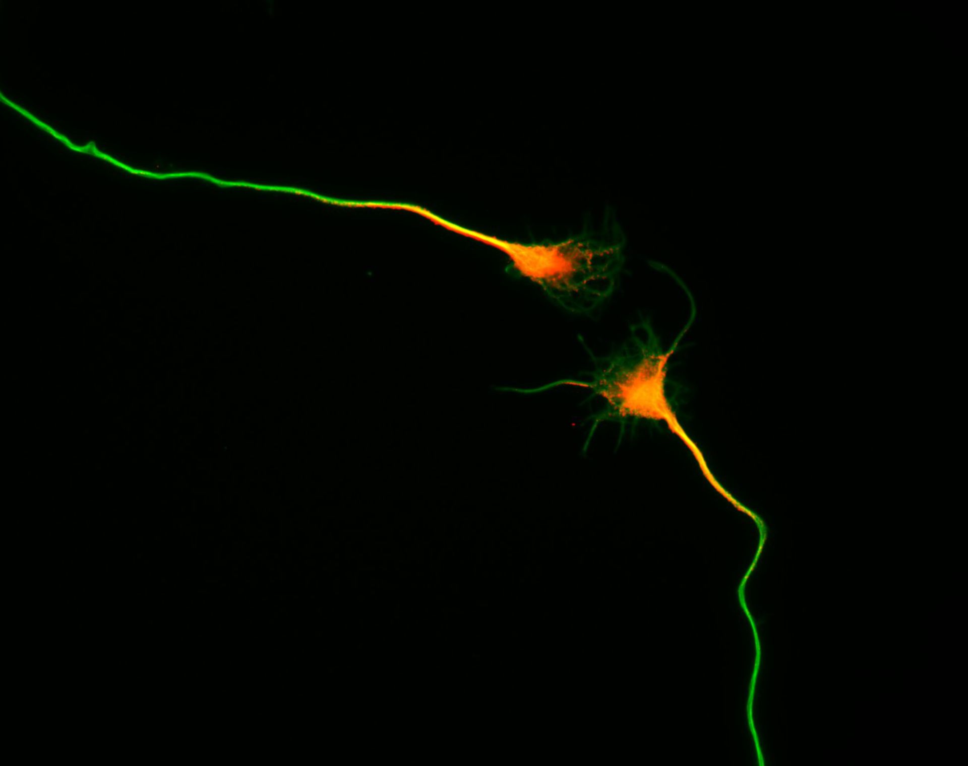 Rattus (Dendrite) - CIL:8459