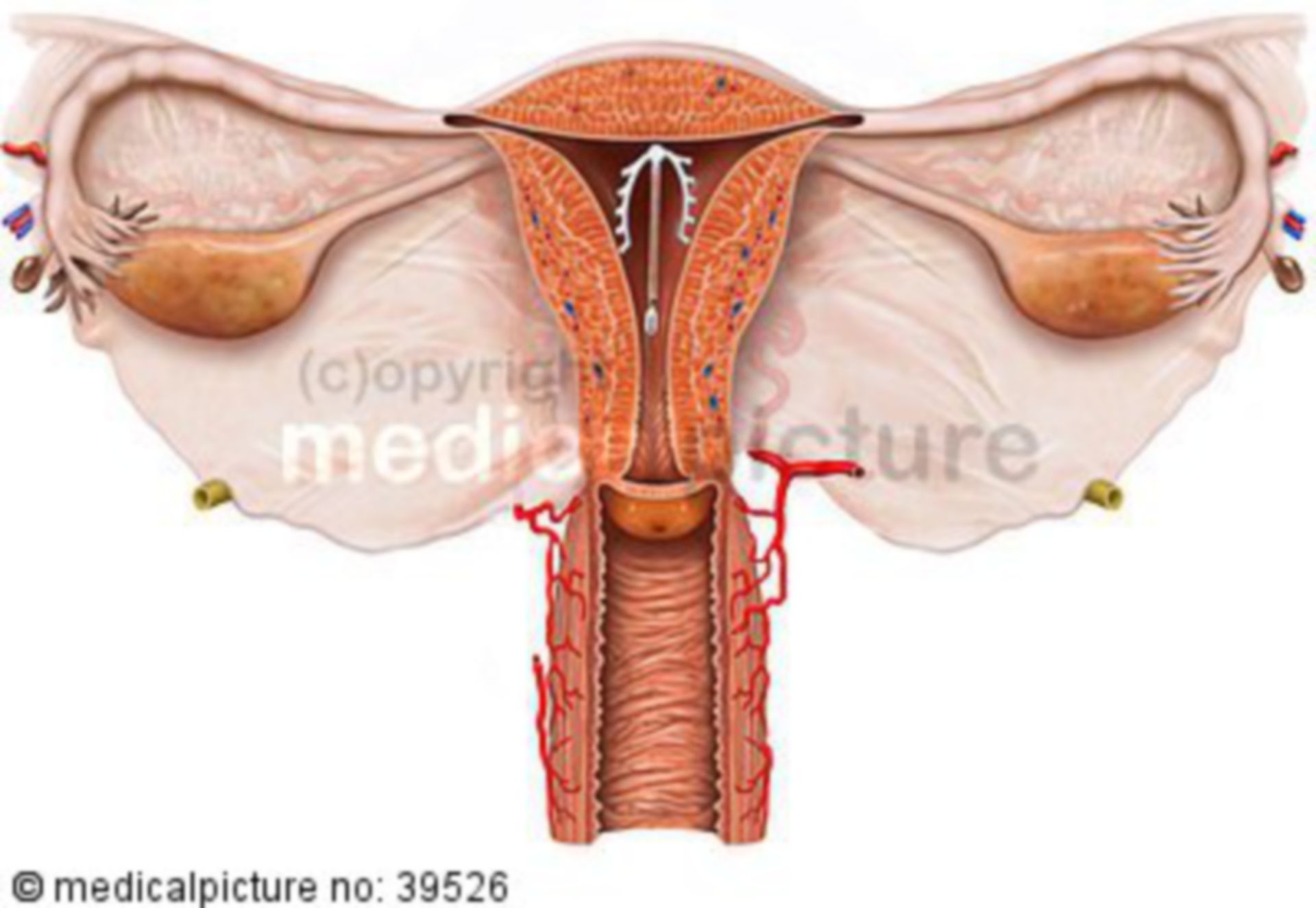 Spirale vagina