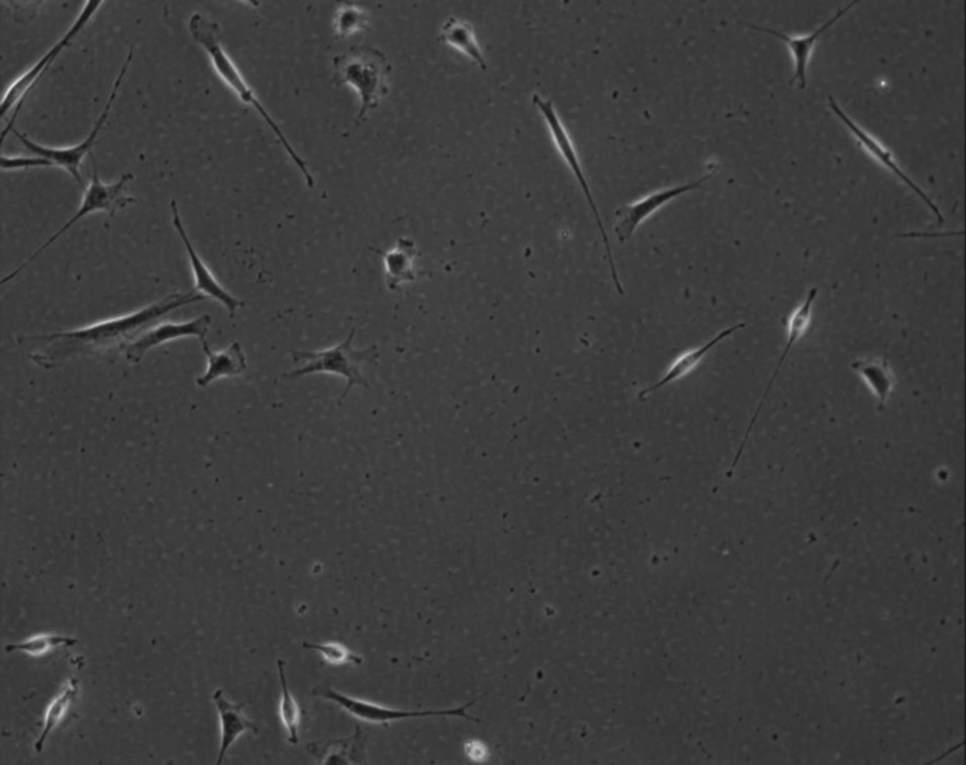 Mus musculus (Extracellular matrix part) - CIL:8956