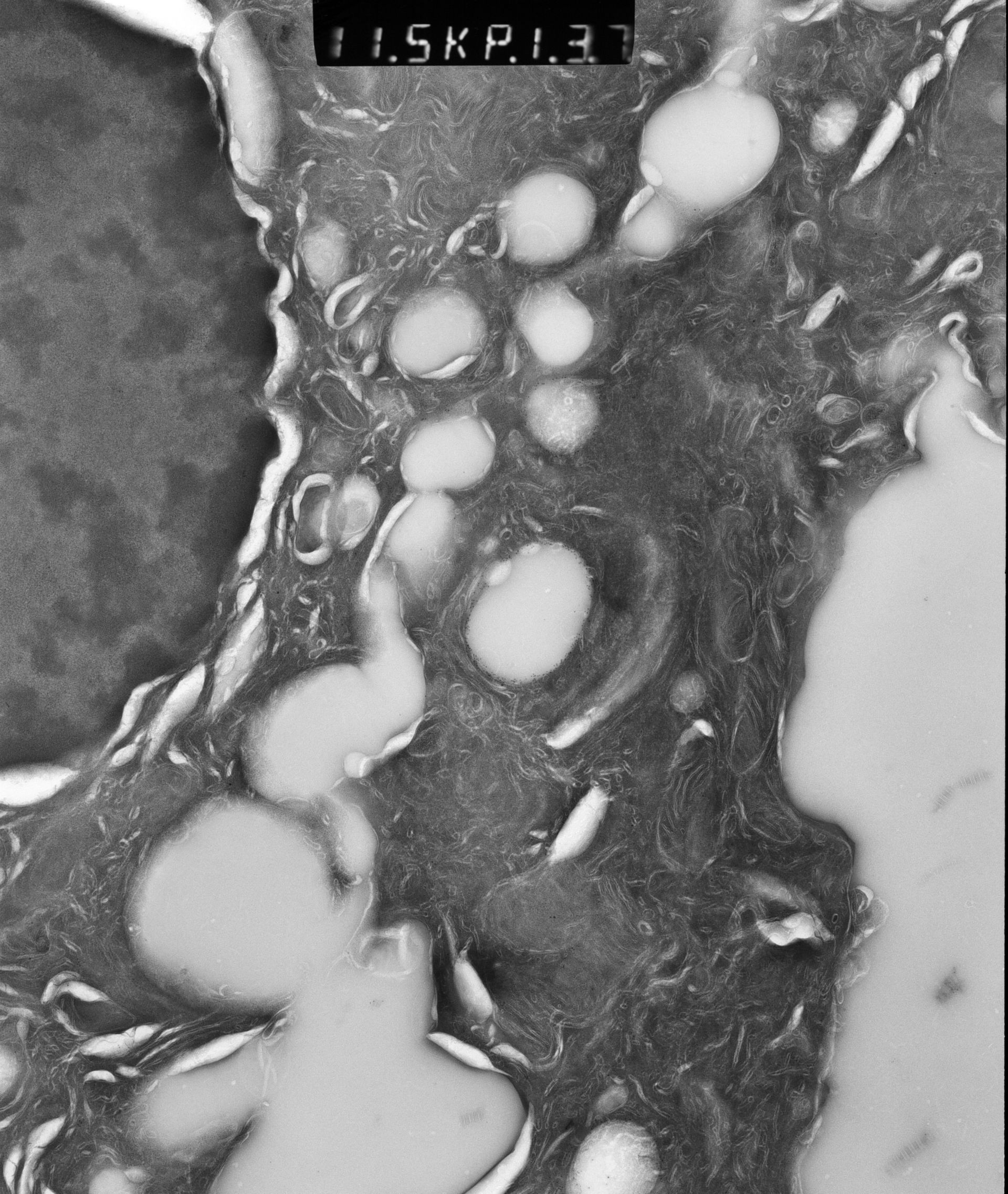 Rattus rattus (Mitochondrion) - CIL:12915