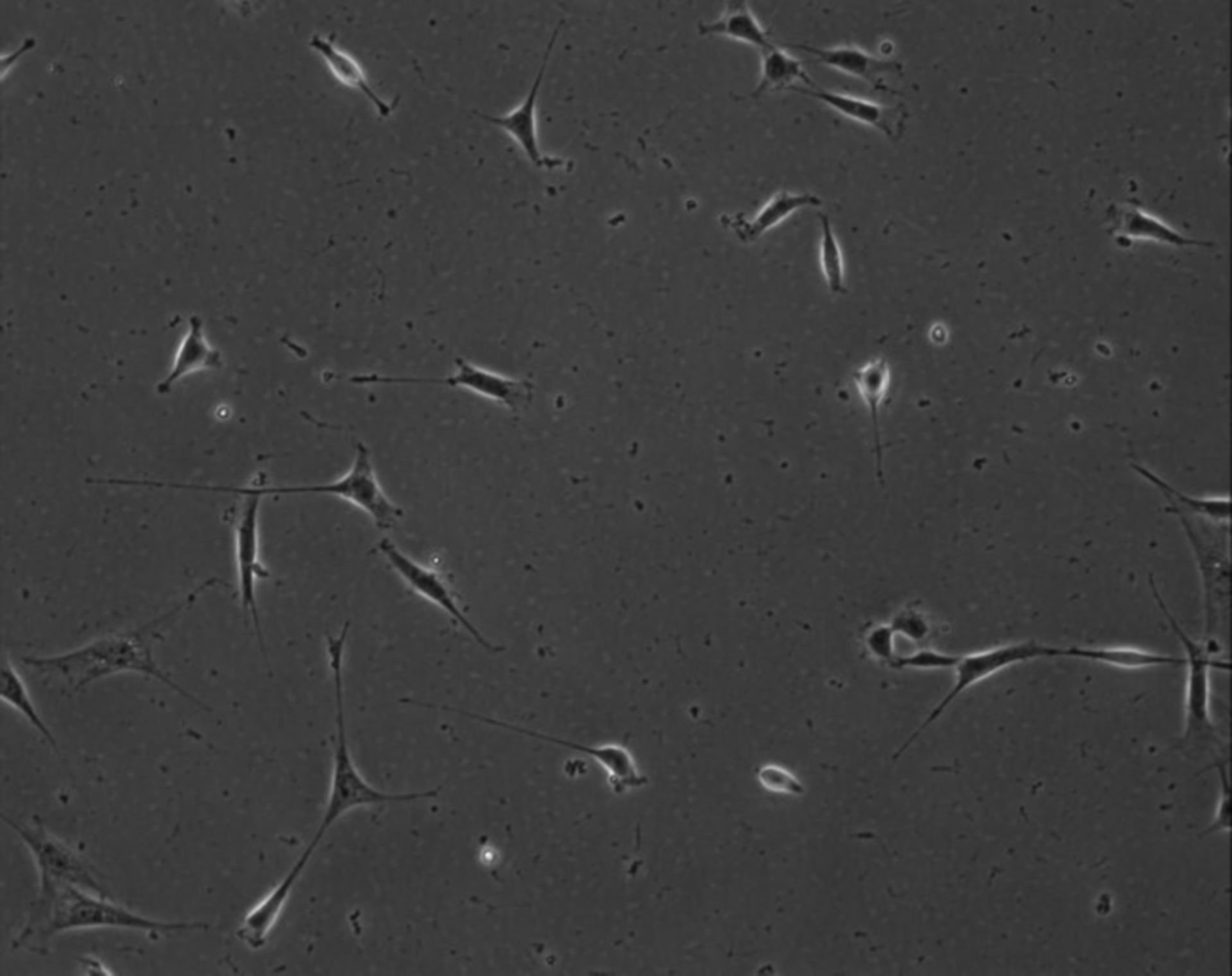 Mus musculus (Extracellular matrix part) - CIL:8902