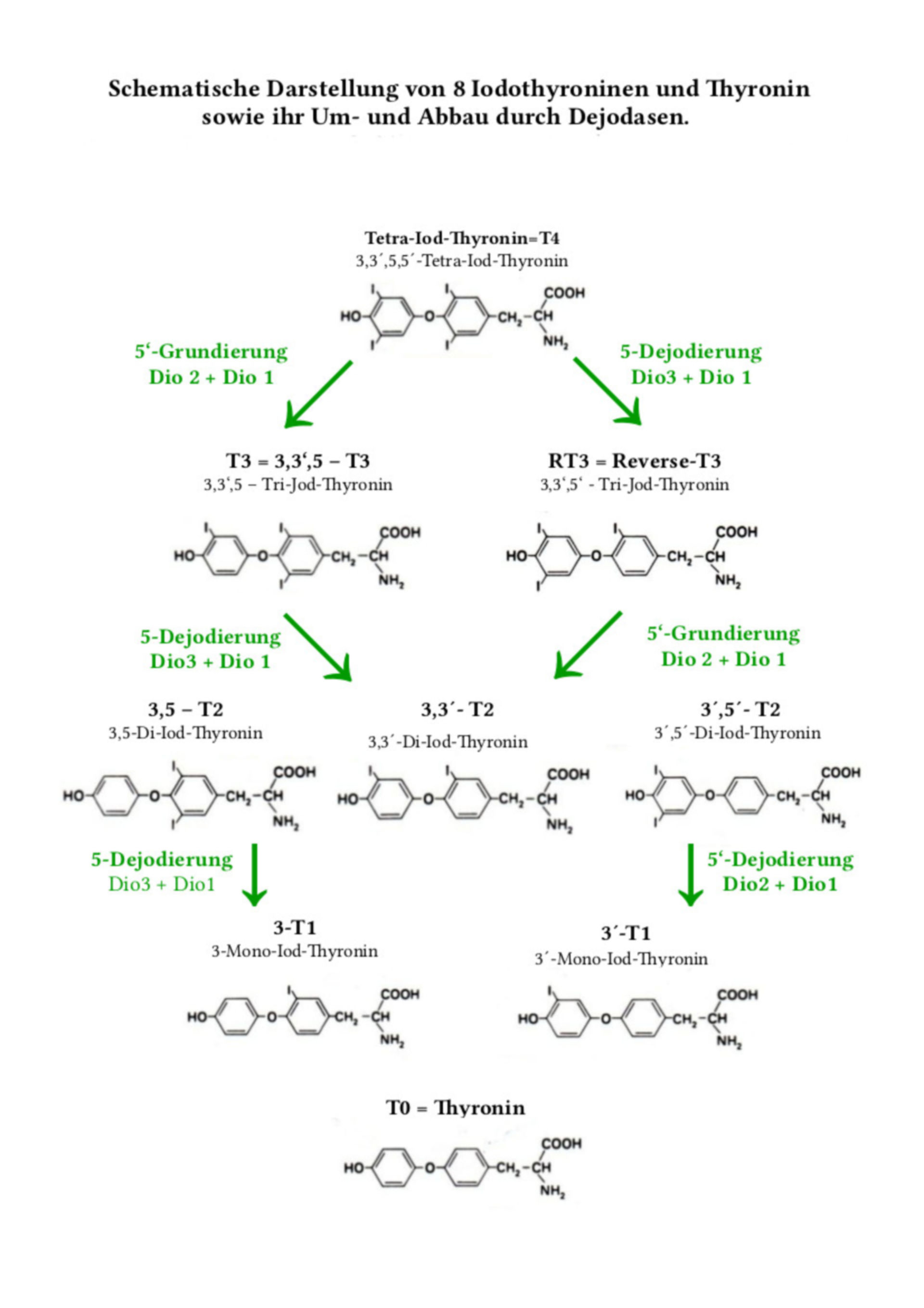 x4,1 Jodothyronine + Thyronin, Dejodasen