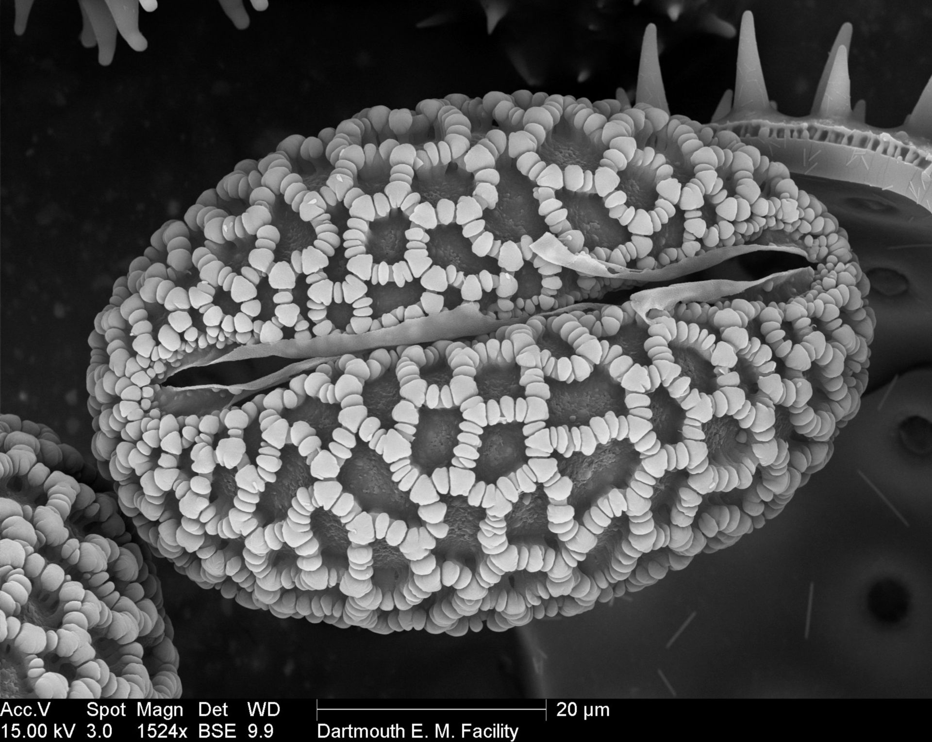 Lilium auratum (Pollen wall) - CIL:40283