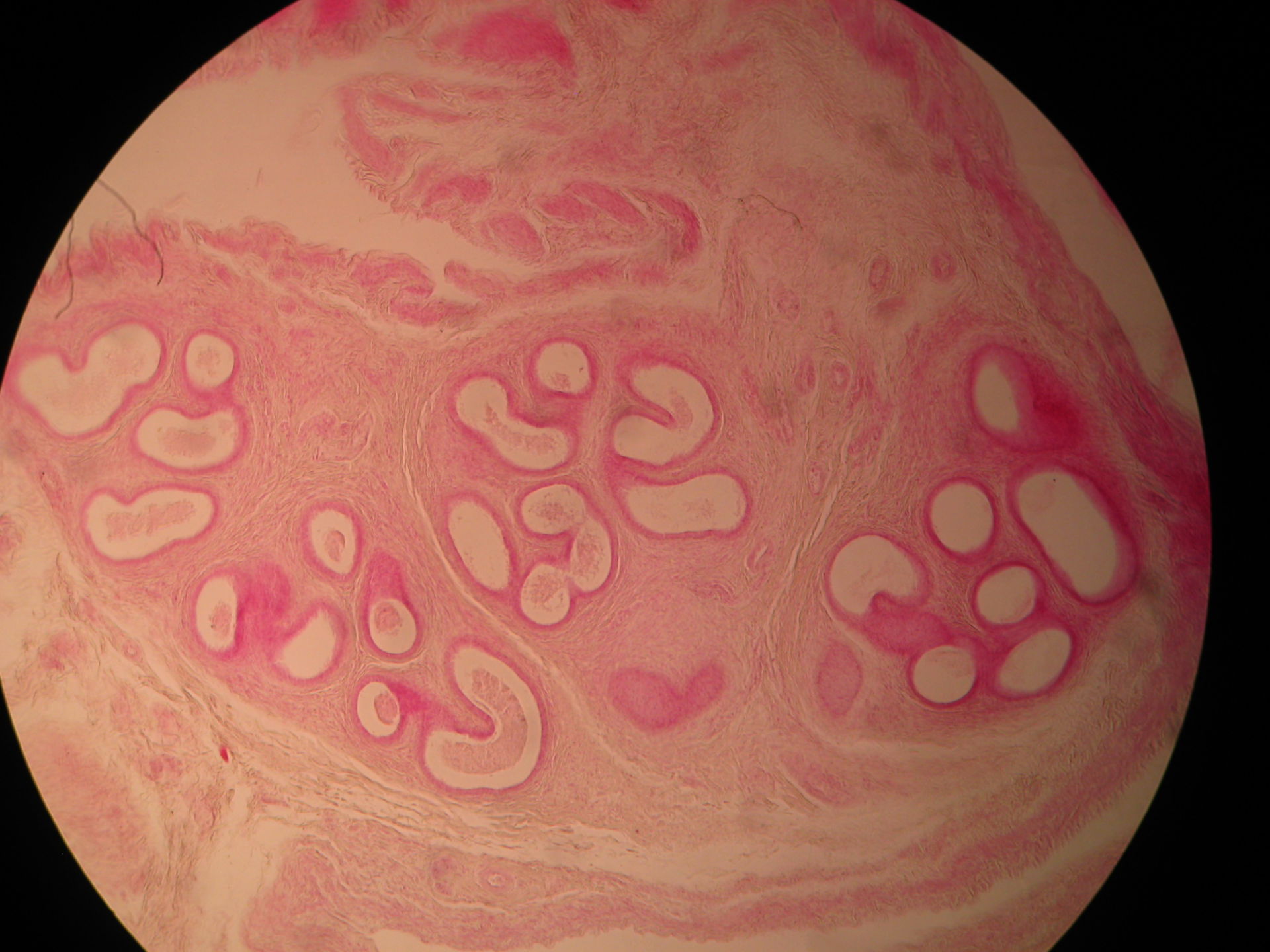 Veterinary Medicine: Ovary of a Cat (3)
