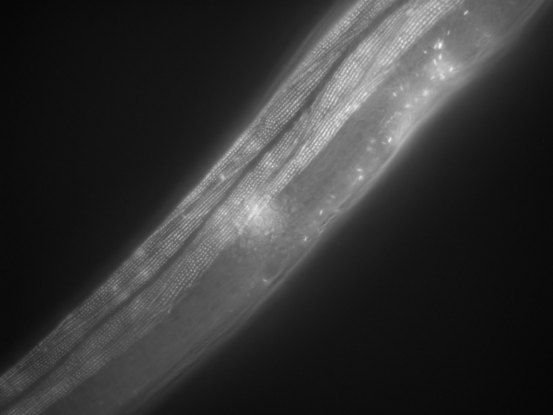 Caenorhabditis elegans (filamento di actina) - CIL:1021