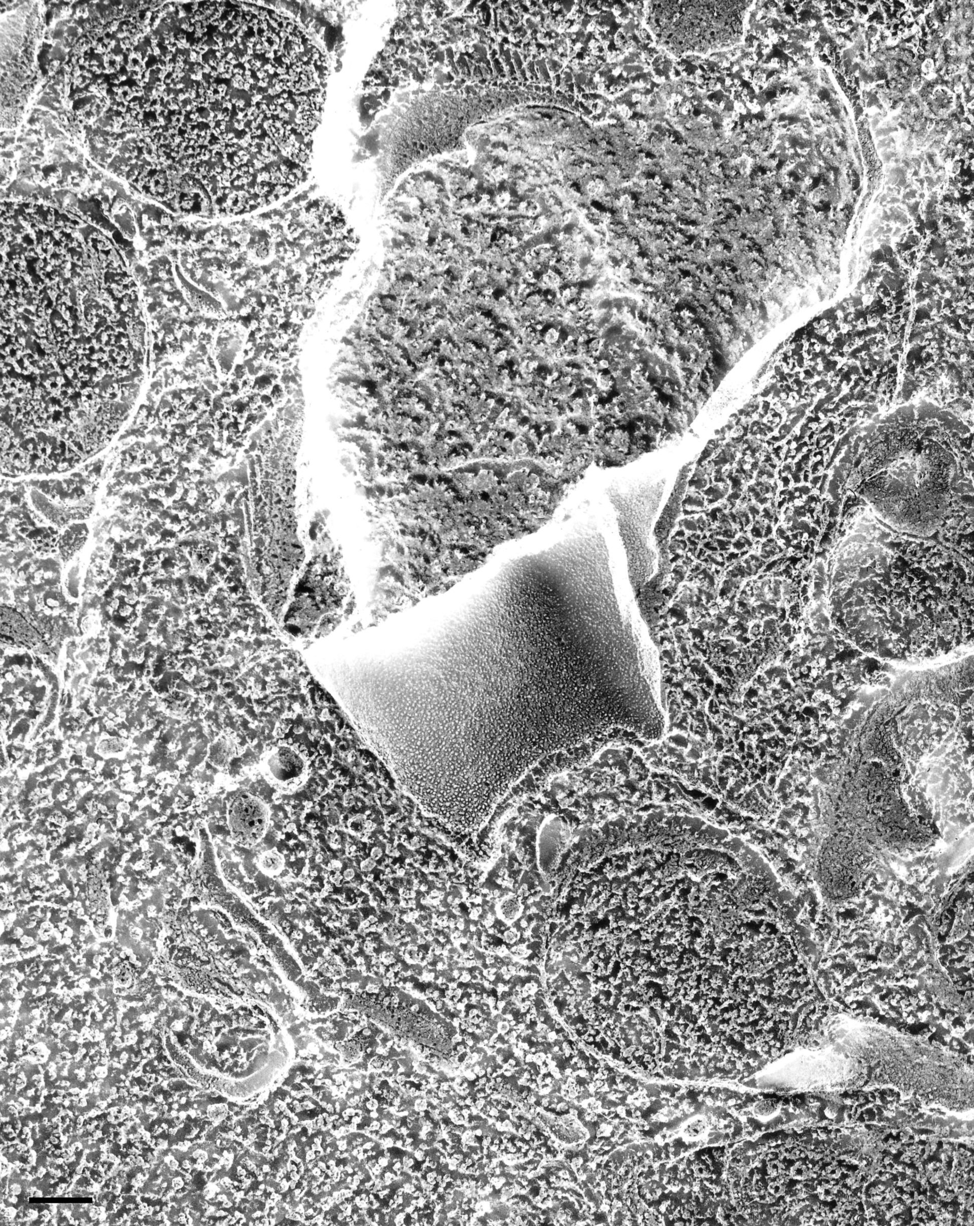 Paramecium multimicronucleatum (Microtubule associated complex) - CIL:35610