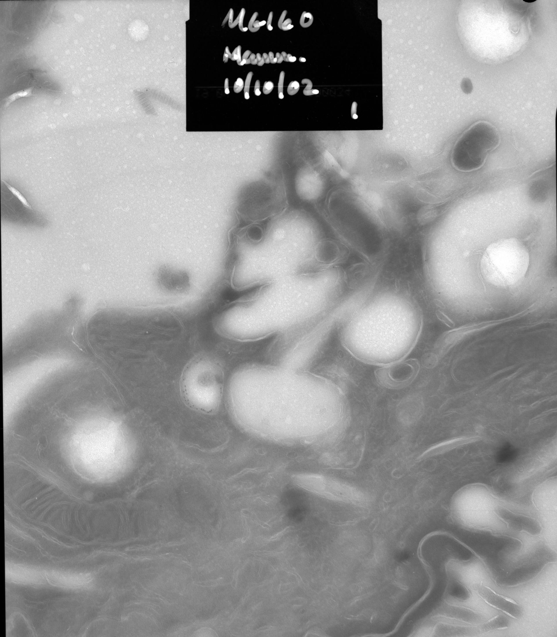Rattus rattus (Mitochondrion) - CIL:12850