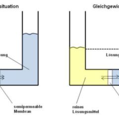 Osmose - DocCheck Flexikon