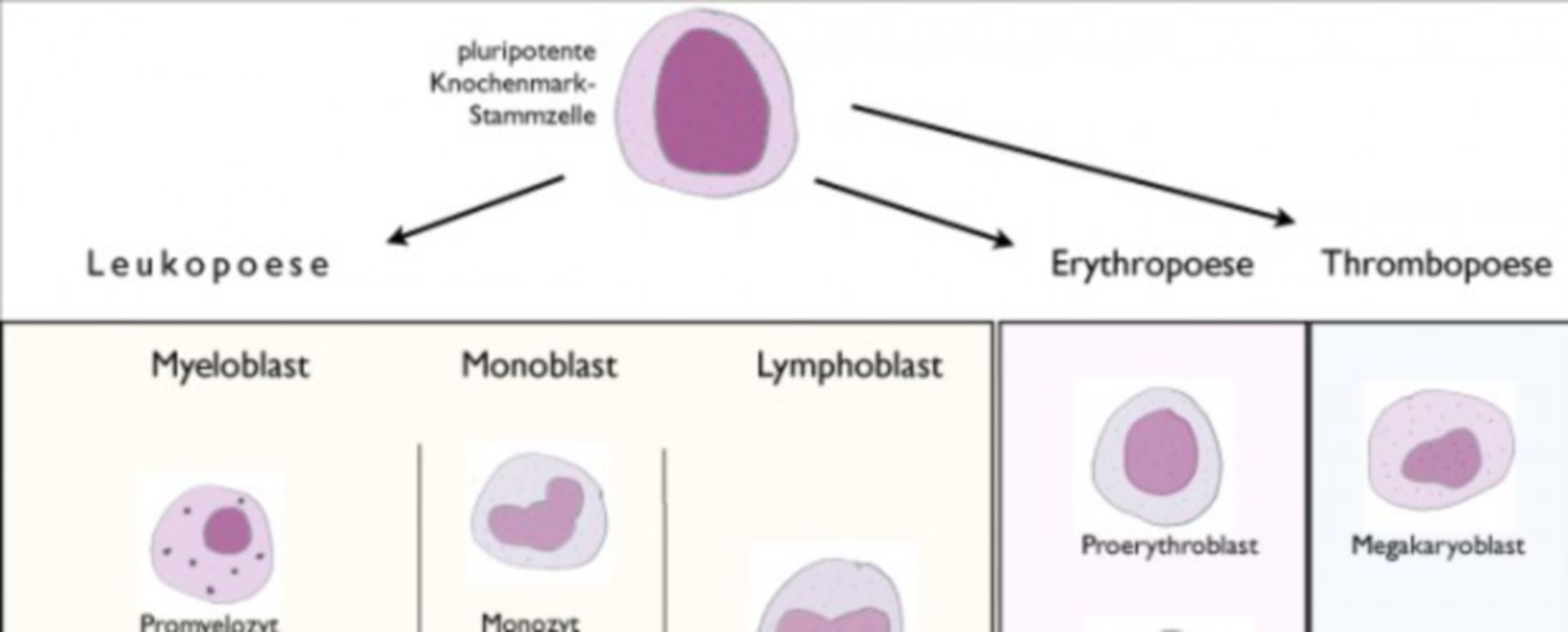 Erythropoese