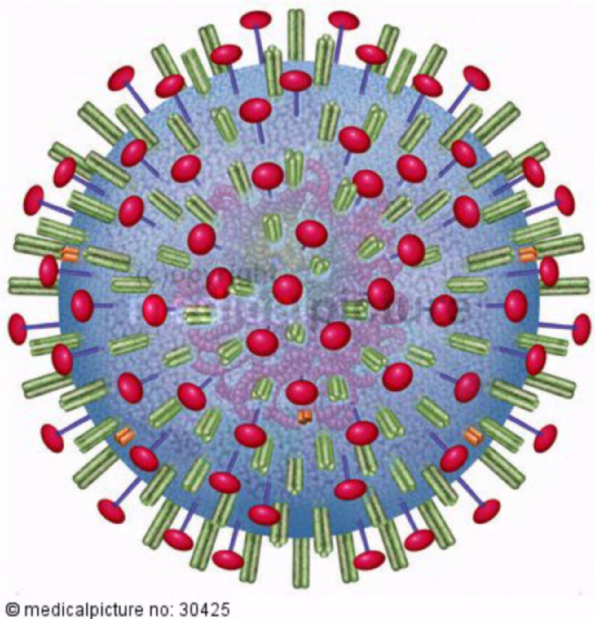  H5N1 Virus mit Neuramnidase 
