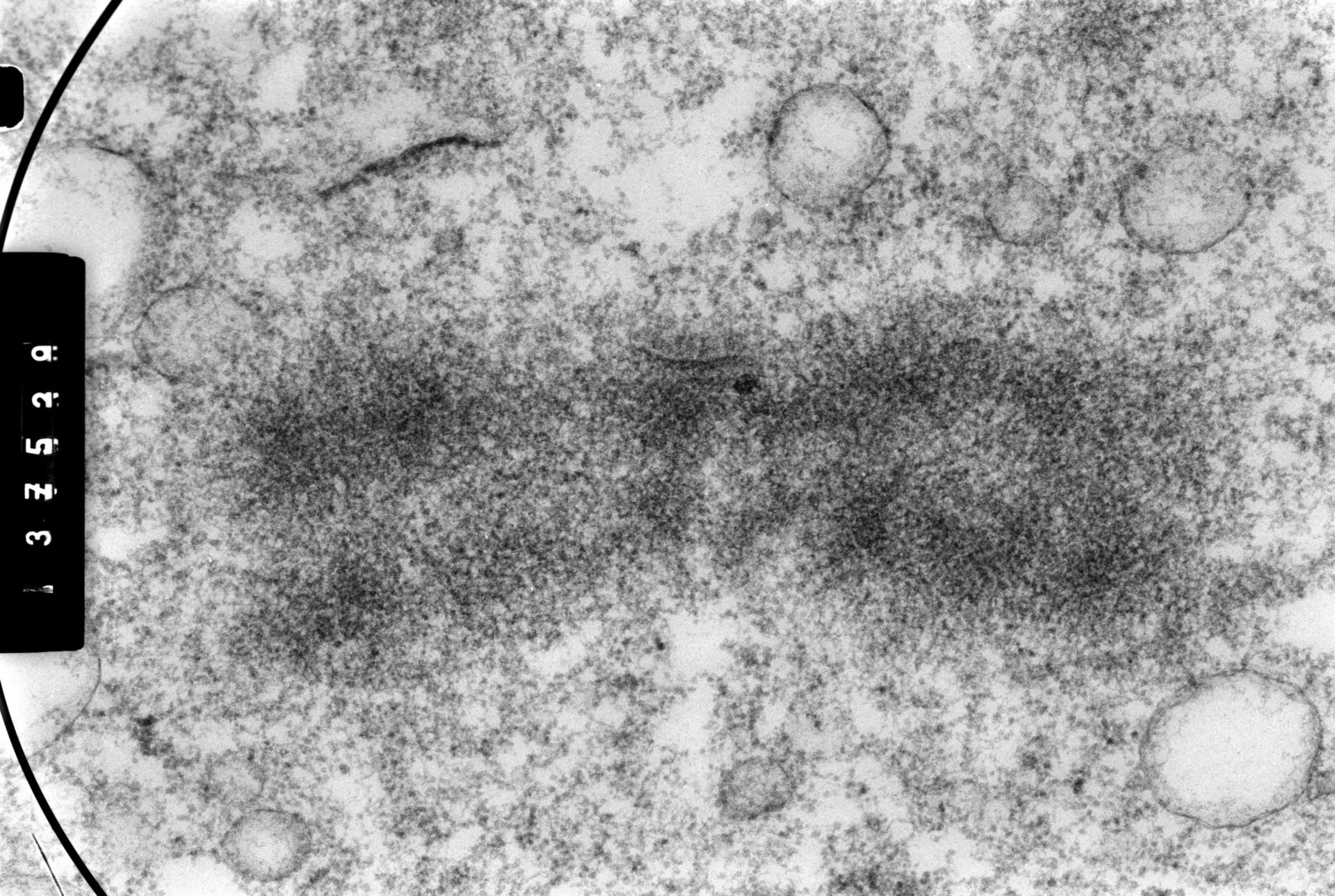 Cricetulus griseus (Nuclear chromosome) - CIL:35456