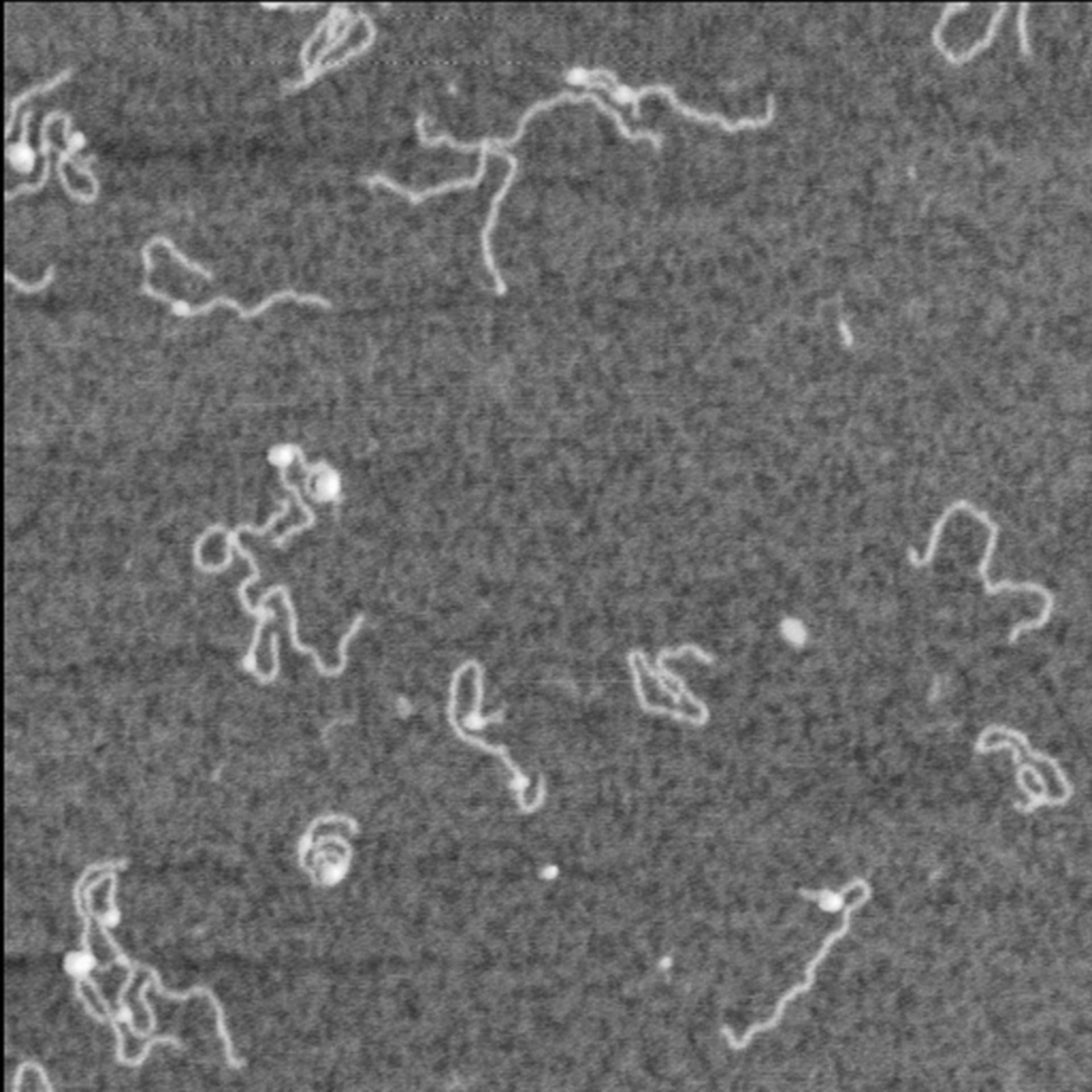 Homo sapiens (Nucleus) - CIL:7102