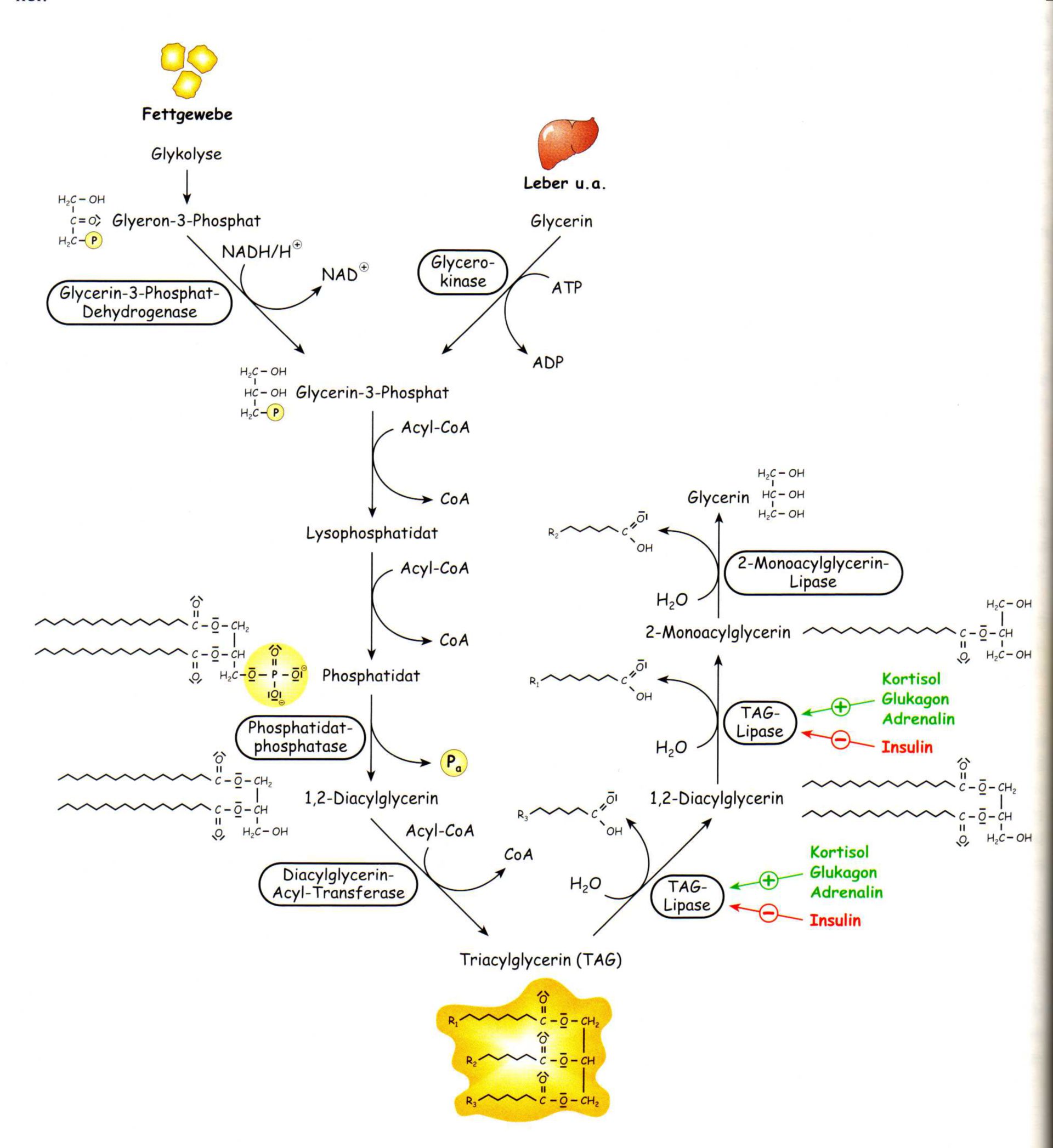 Referat Speicherstoffe - tag.jpg