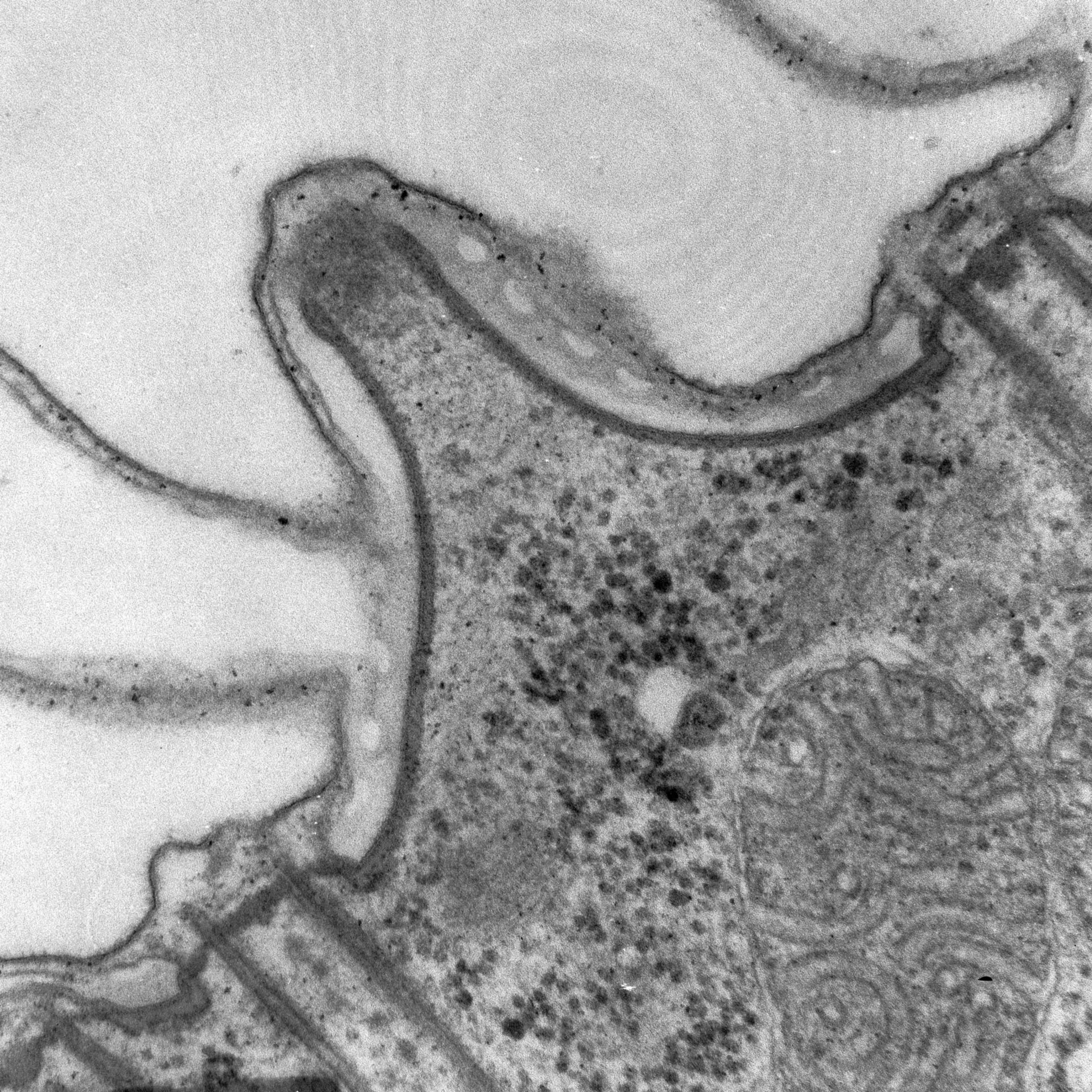 Paramecium caudatum (Cell cortex) - CIL:38897