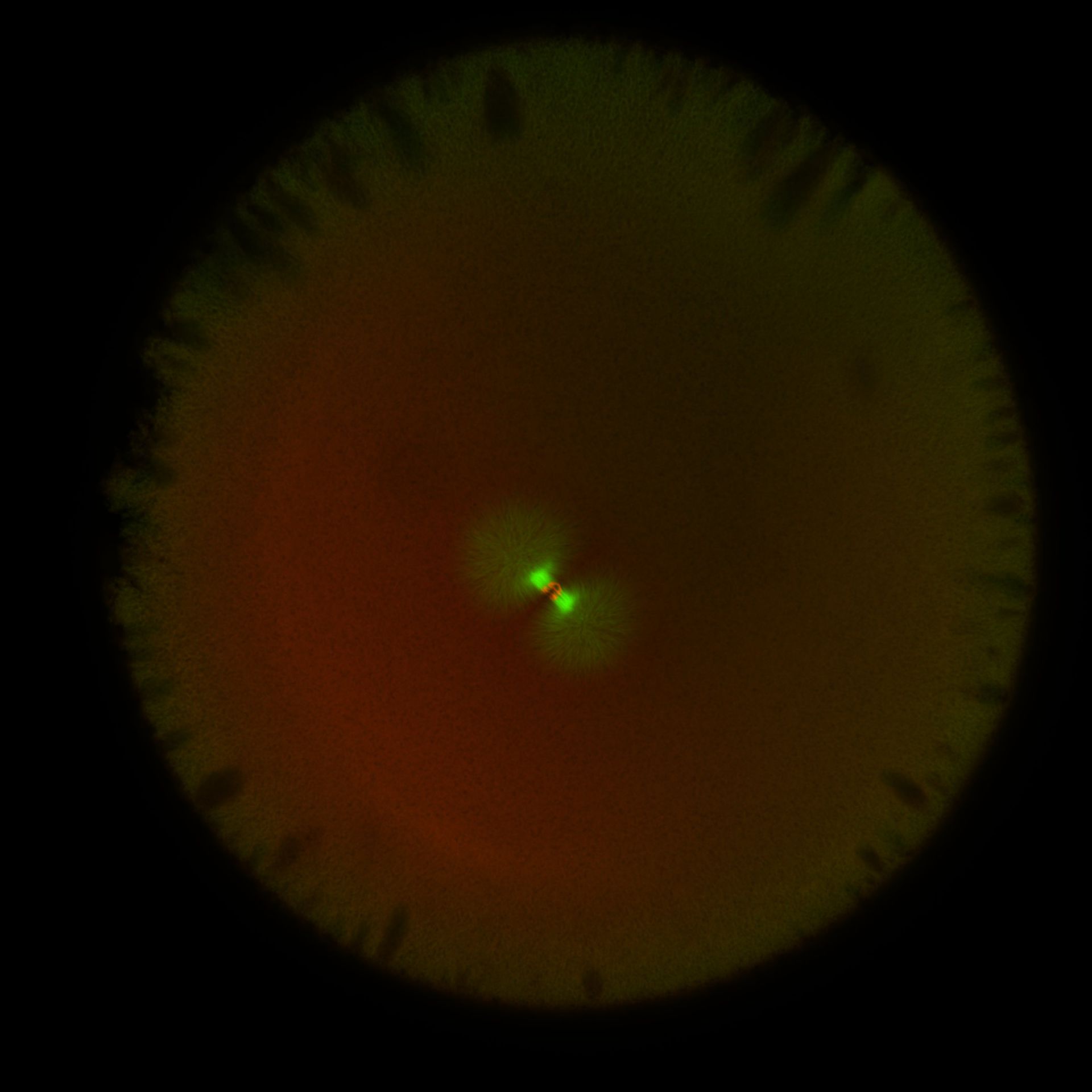Xenopus laevis (DNA) - CIL:36570